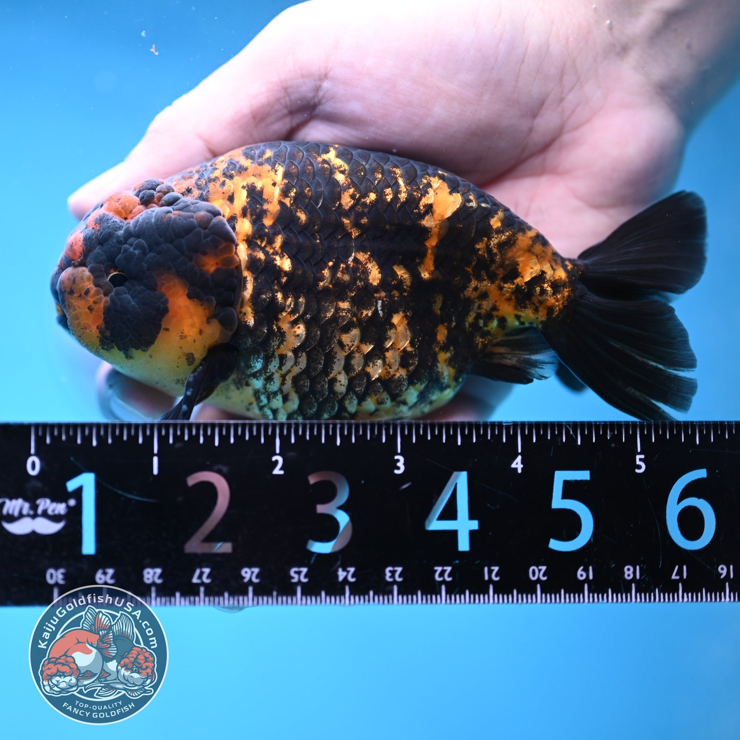 Heavy Ink Tiger Ranchu 4 inch Body (260116_RC05)