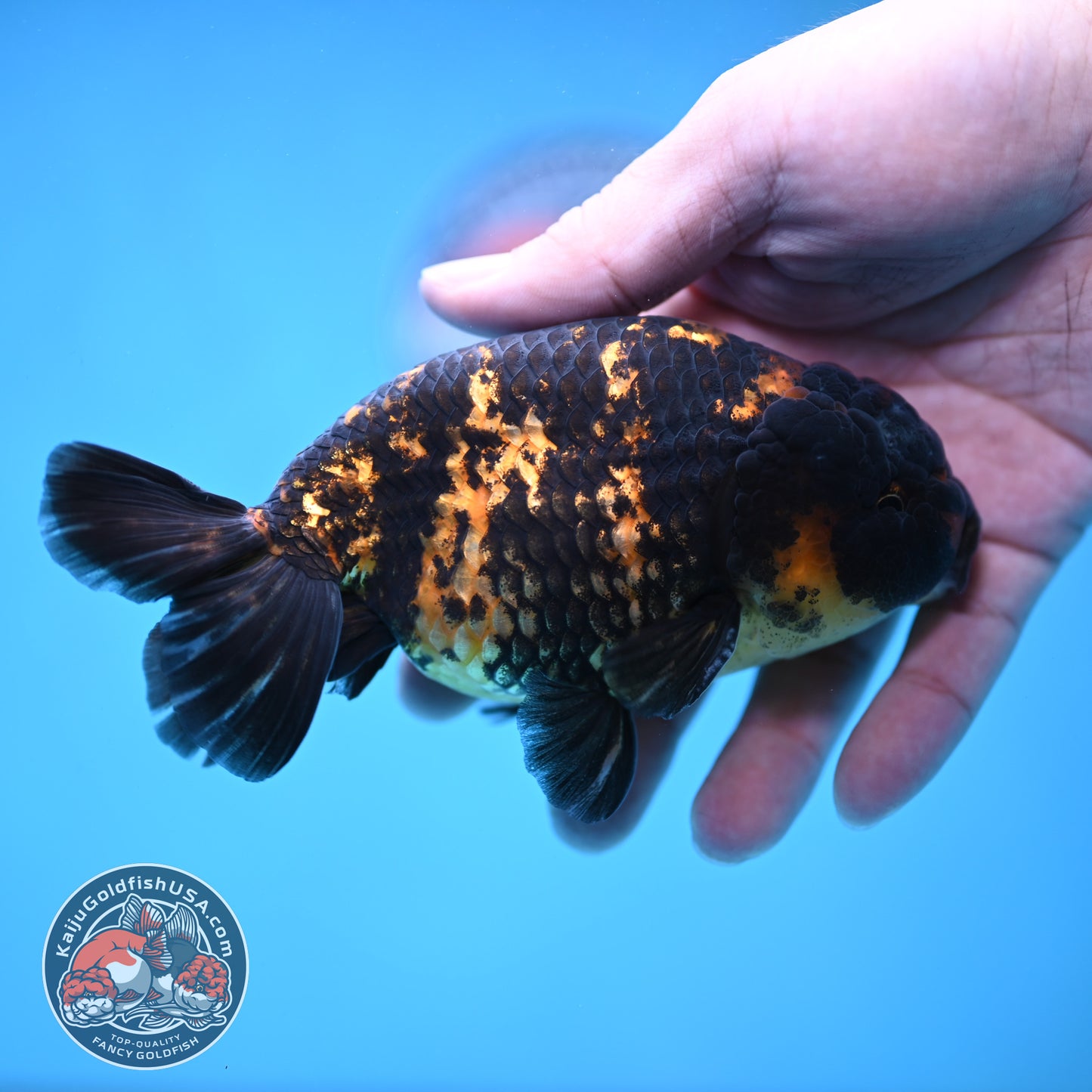 Heavy Ink Tiger Ranchu 4 inch Body (260116_RC05)