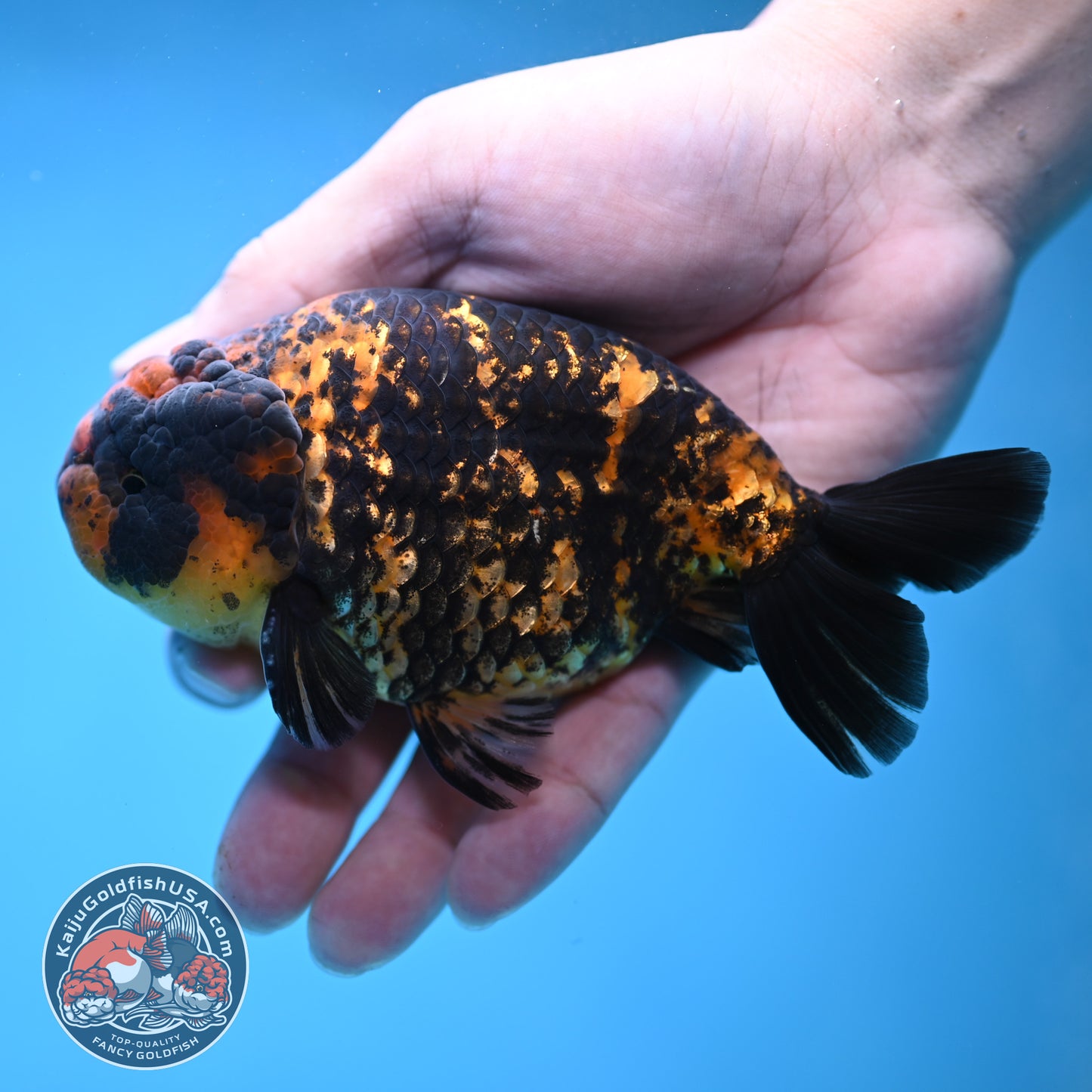 Heavy Ink Tiger Ranchu 4 inch Body (260116_RC05)