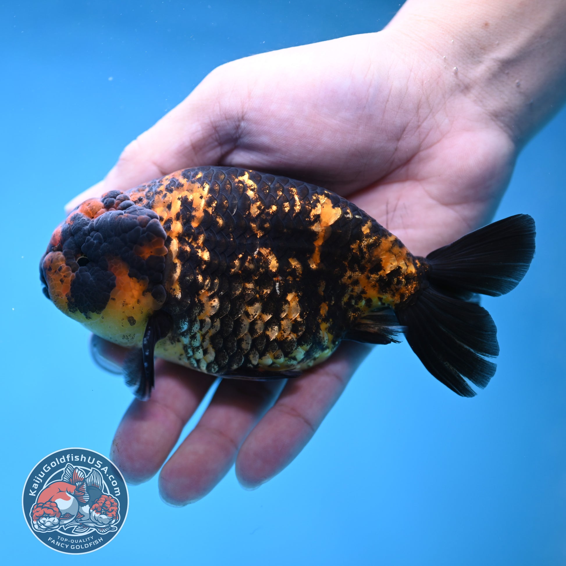 Heavy Ink Tiger Ranchu 4 inch Body (260116_RC05)