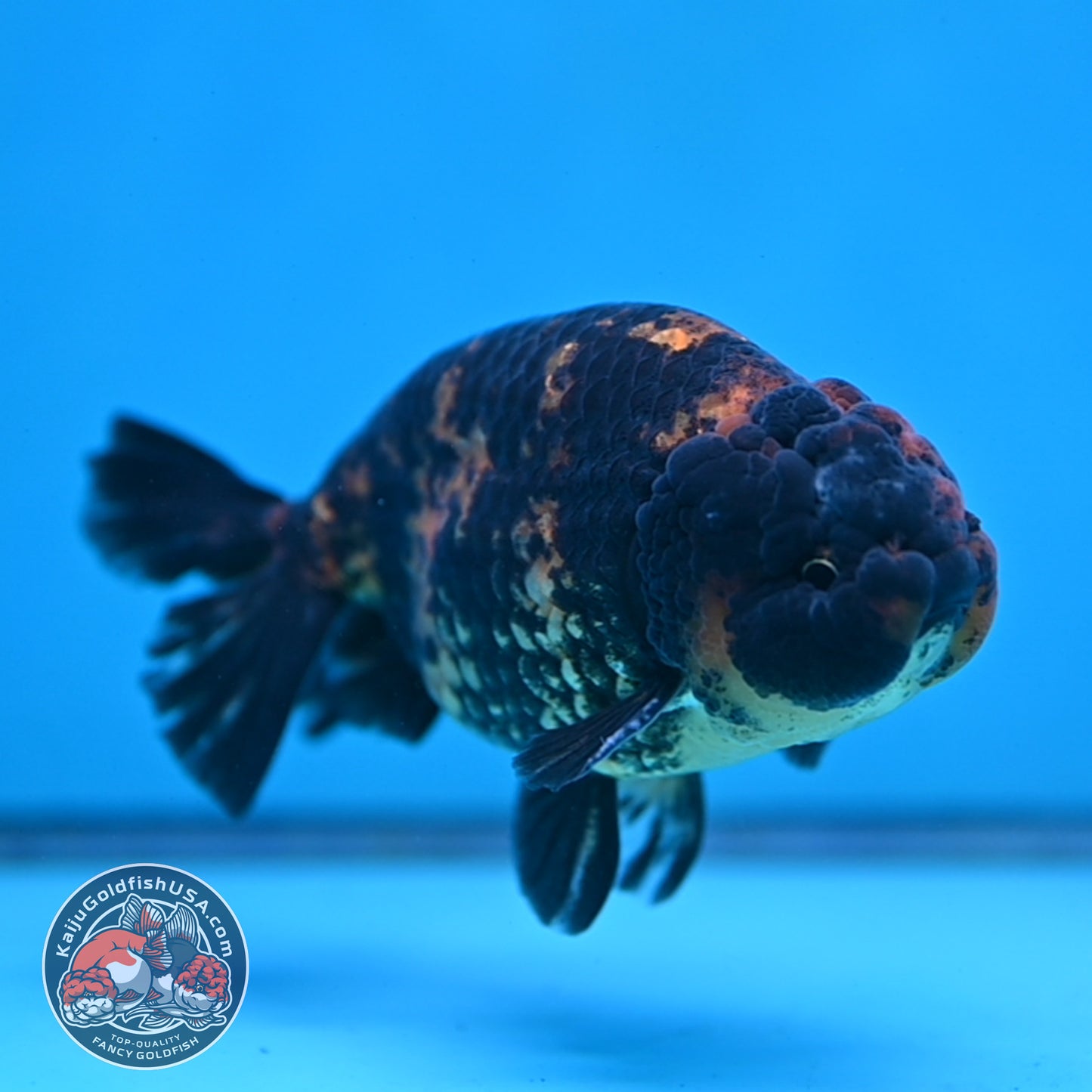 Heavy Ink Tiger Ranchu 4 inch Body (260116_RC05)