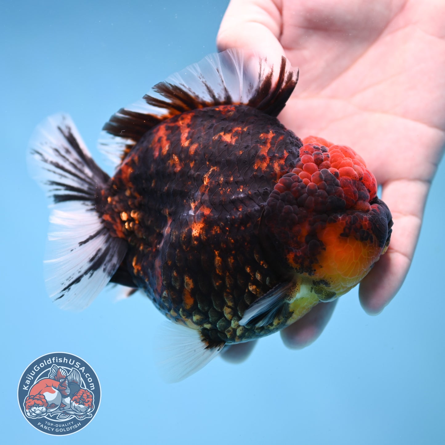 Heavy Ink Tiger Short Tail Oranda 4.5 inch Body (260227_OR08)