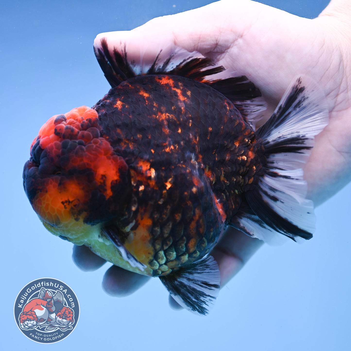 Heavy Ink Tiger Short Tail Oranda 4.5 inch Body (260227_OR08)