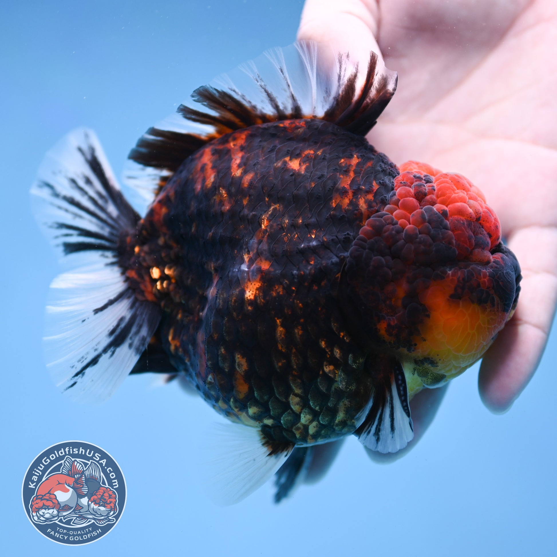 Heavy Ink Tiger Short Tail Oranda 4.5 inch Body (260227_OR08)