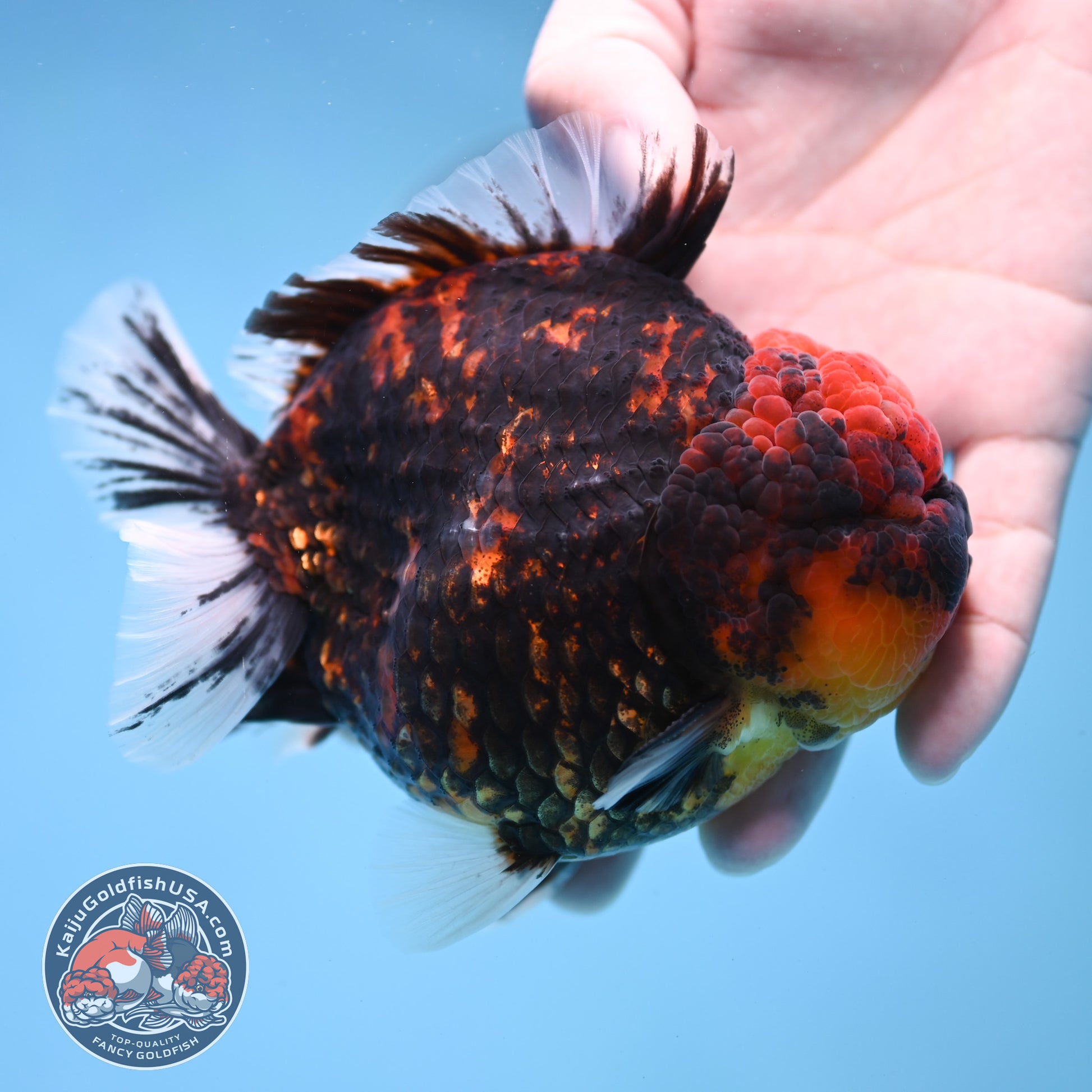 Heavy Ink Tiger Short Tail Oranda 4.5 inch Body (260227_OR08)