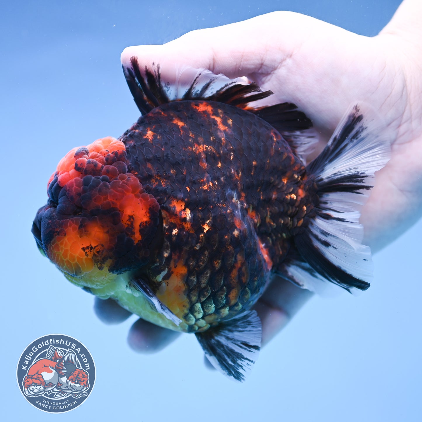Heavy Ink Tiger Short Tail Oranda 4.5 inch Body (260227_OR08)