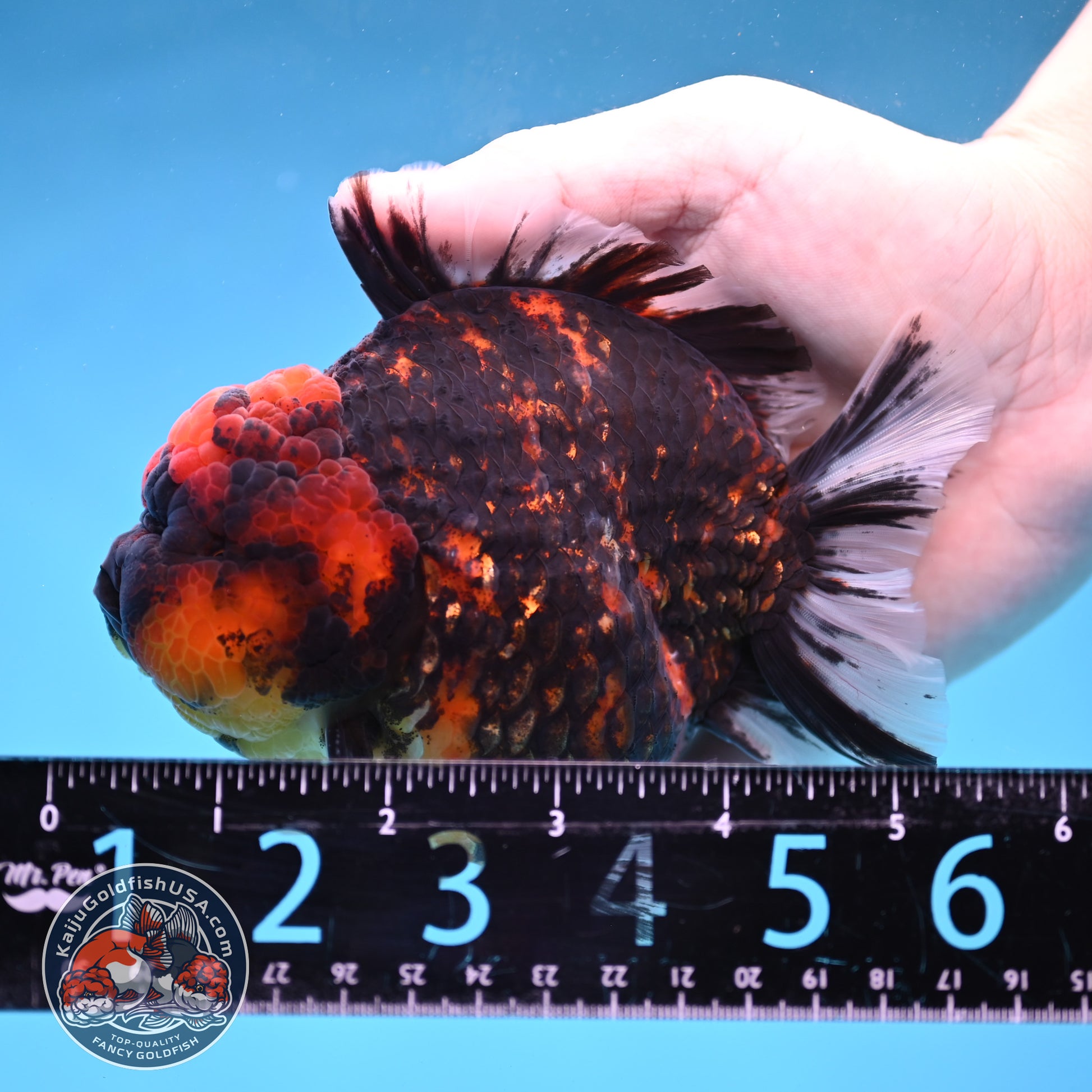 Heavy Ink Tiger Short Tail Oranda 4.5 inch Body (260227_OR08)
