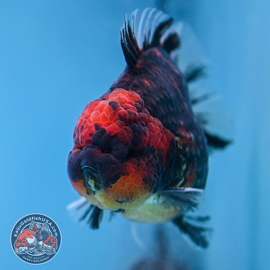 Heavy Ink Tiger Short Tail Oranda 4.5 inch Body (260227_OR08)