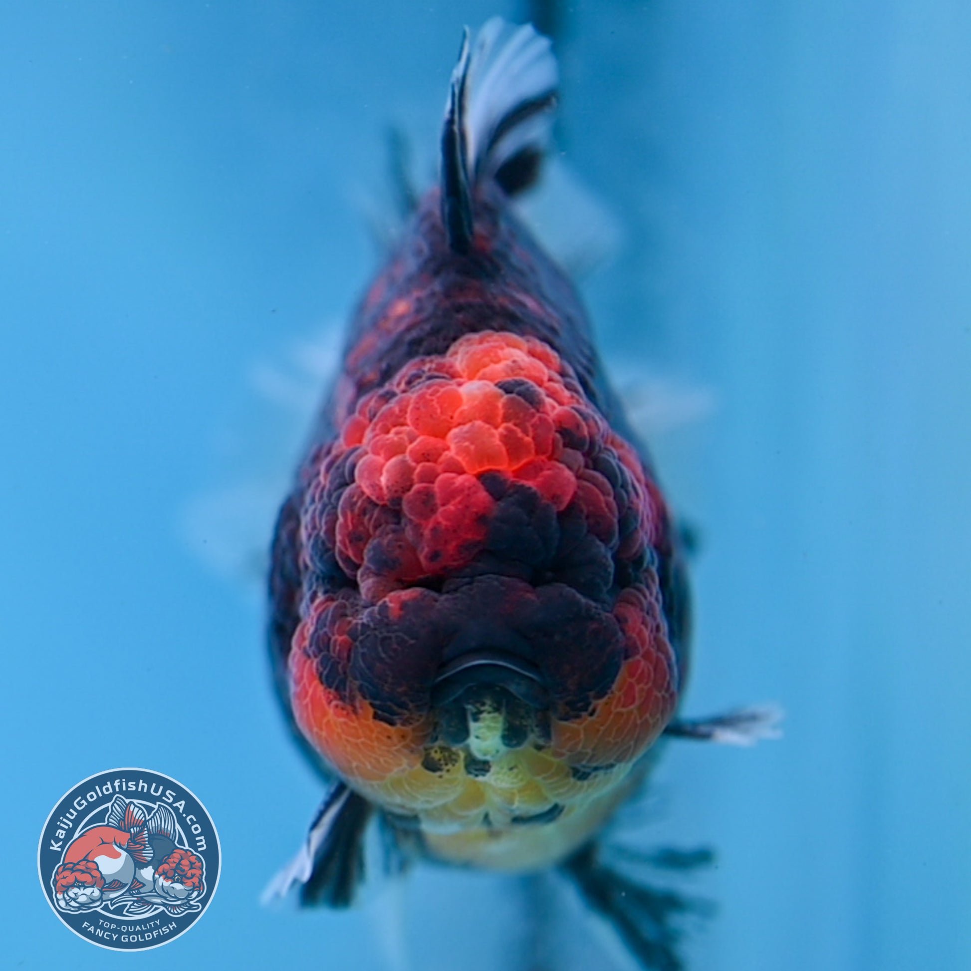 Heavy Ink Tiger Short Tail Oranda 4.5 inch Body (260227_OR08)