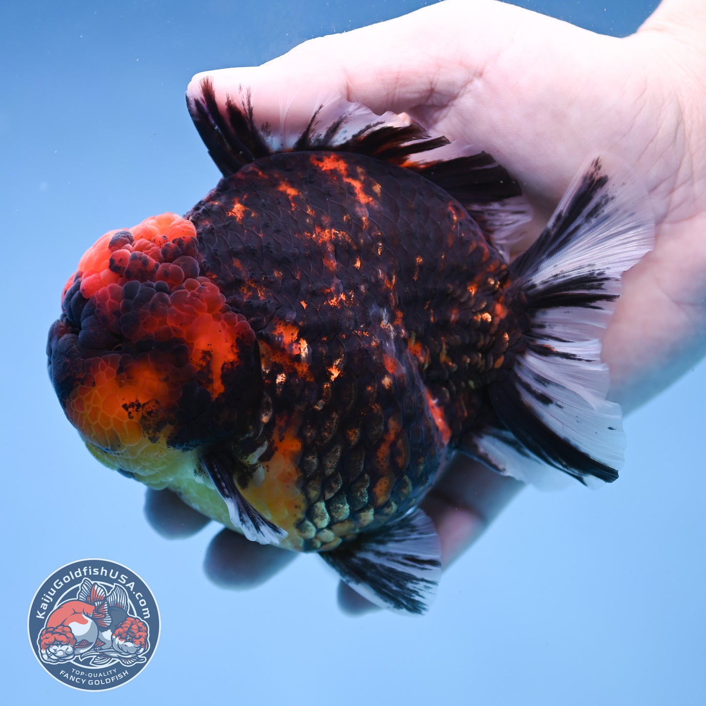 Heavy Ink Tiger Short Tail Oranda 4.5 inch Body (260227_OR08)