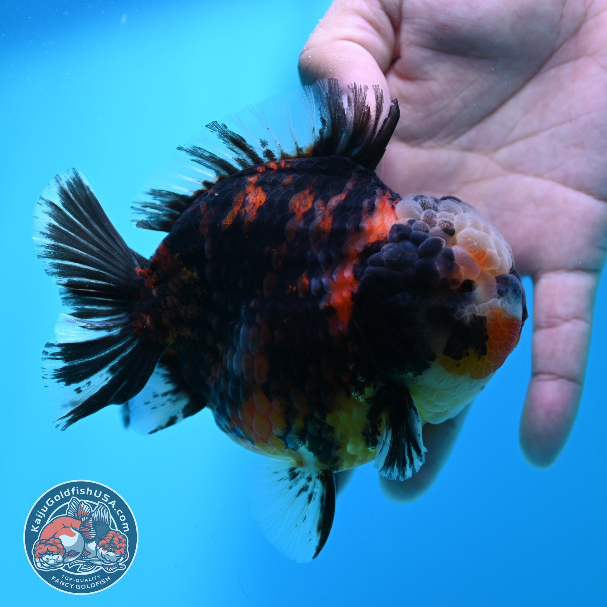 Heavy Ink Tricolor Tiger Oranda 4.2 inch Body (260417_OR04)