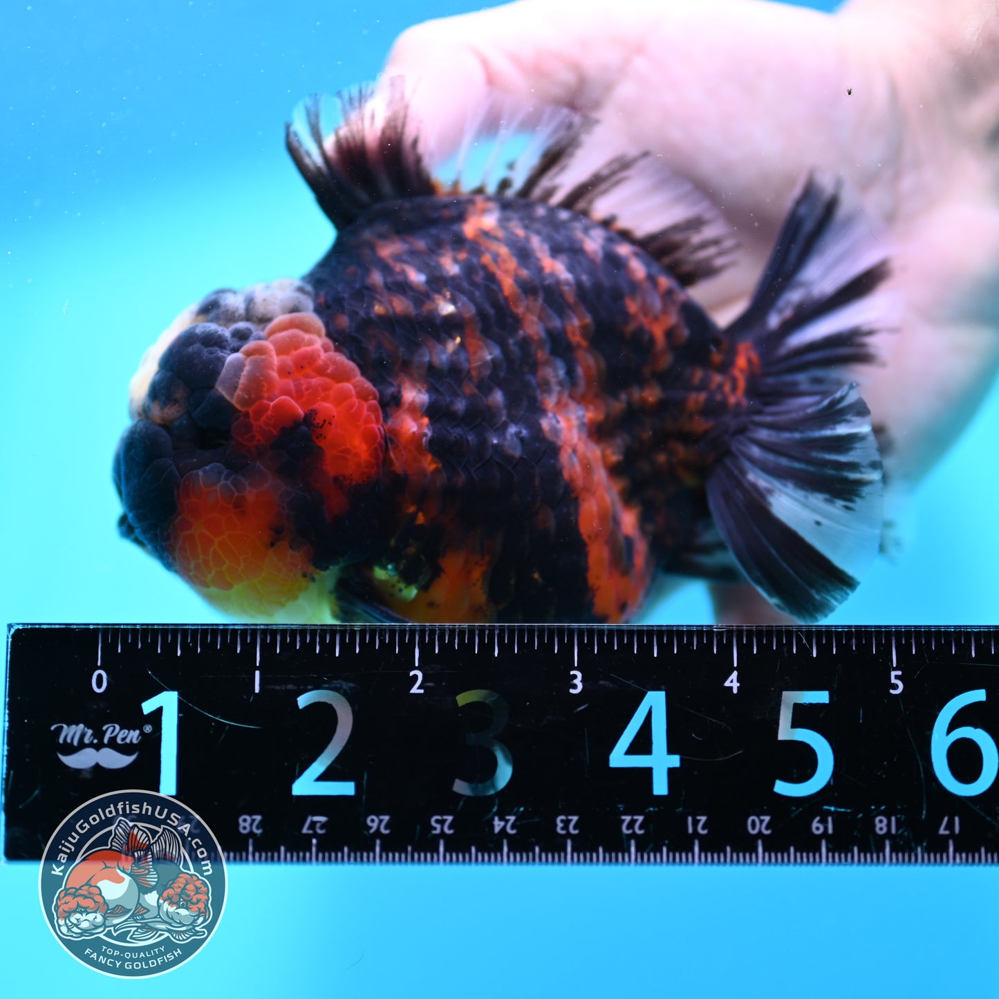 Heavy Ink Tricolor Tiger Oranda 4.2 inch Body (260417_OR04)