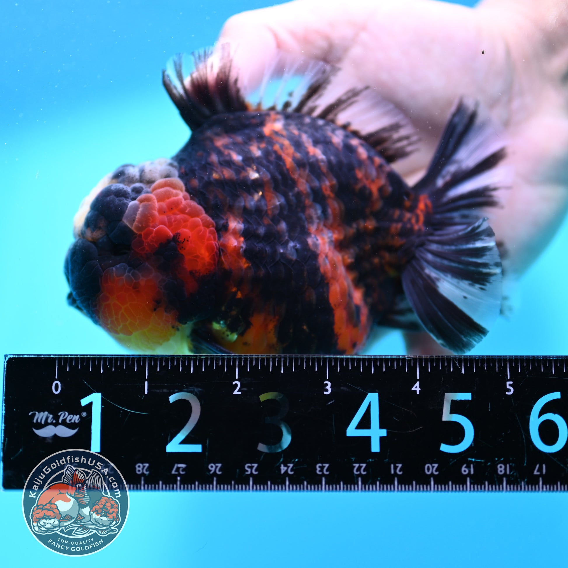 Heavy Ink Tricolor Tiger Oranda 4.2 inch Body (260417_OR04)