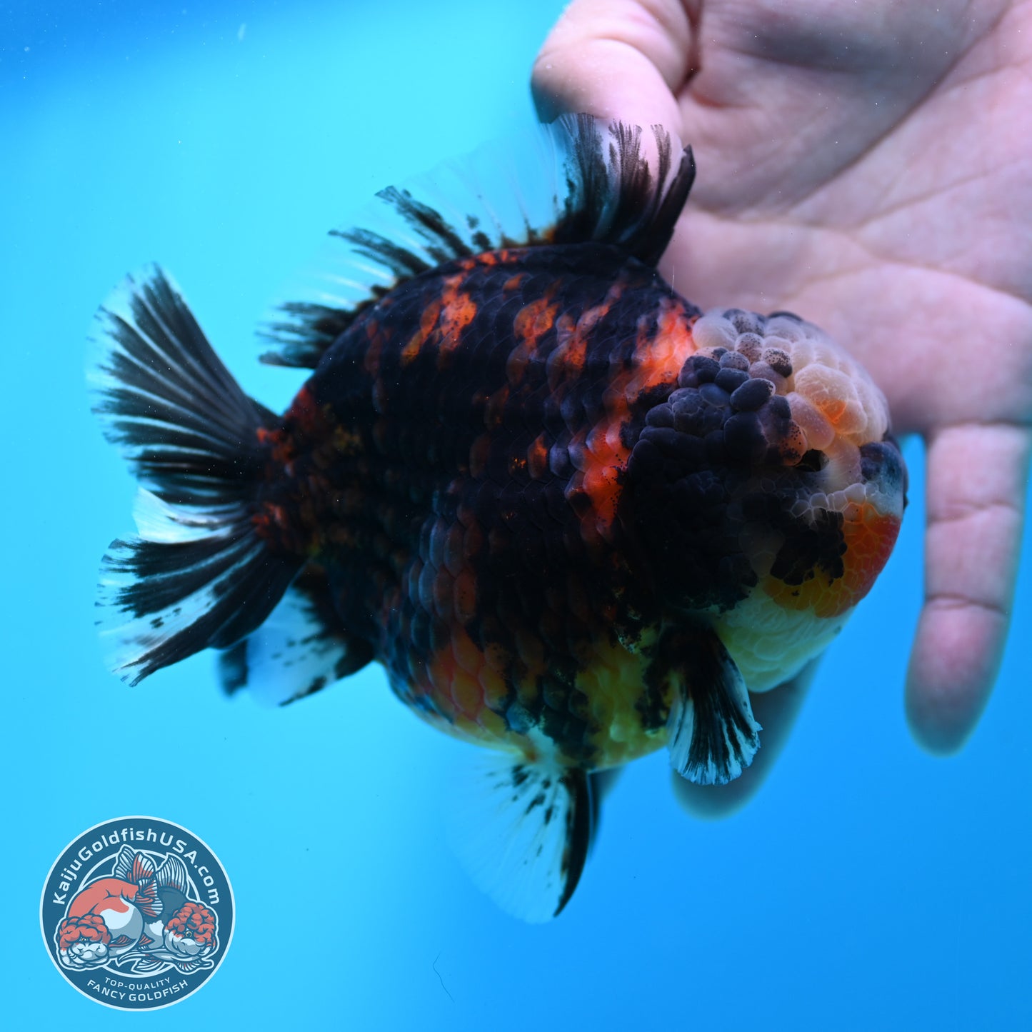 Heavy Ink Tricolor Tiger Oranda 4.2 inch Body (260417_OR04)