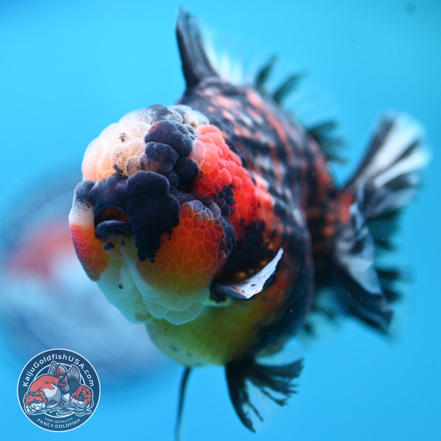 Heavy Ink Tricolor Tiger Oranda 4.2 inch Body (260417_OR04)