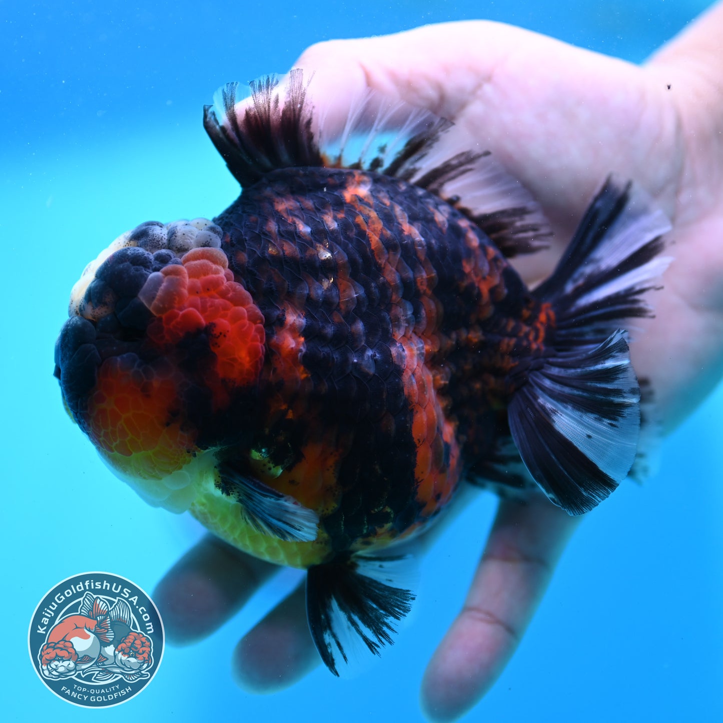 Heavy Ink Tricolor Tiger Oranda 4.2 inch Body (260417_OR04)