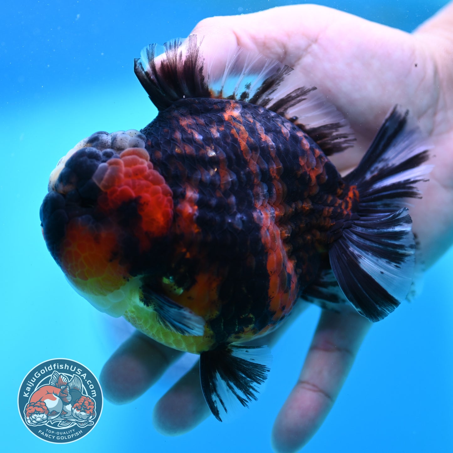 Heavy Ink Tricolor Tiger Oranda 4.2 inch Body (260417_OR04)
