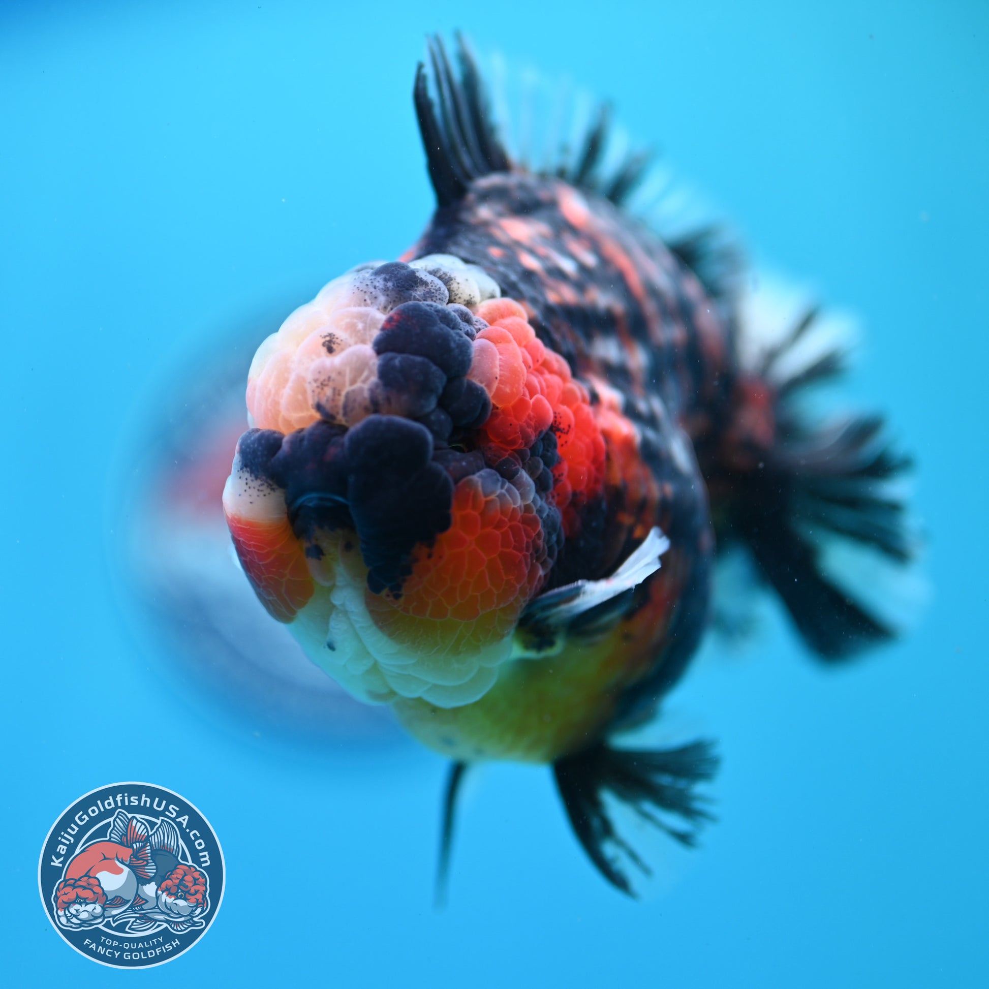 Heavy Ink Tricolor Tiger Oranda 4.2 inch Body (260417_OR04)