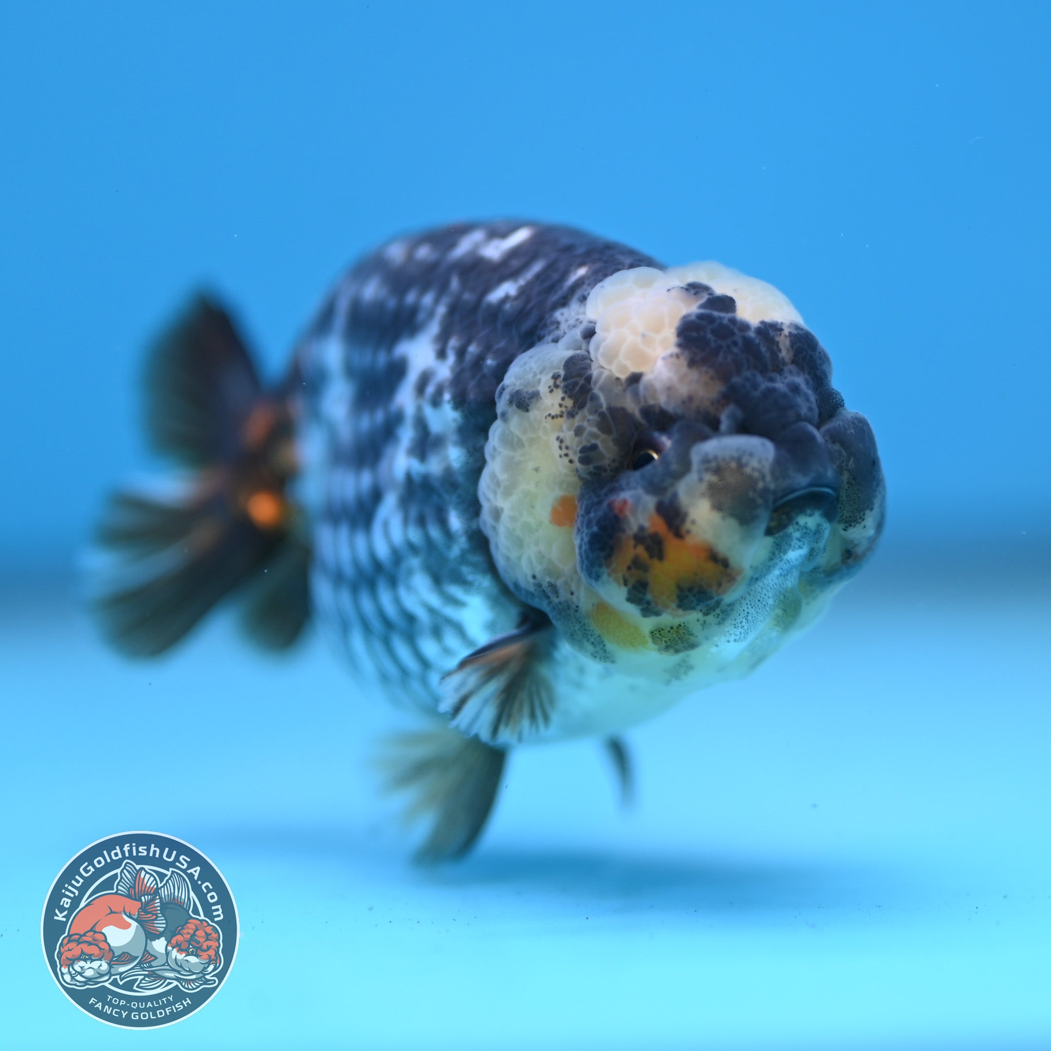 Heavy Ink White Tiger Ranchu 3 inch Body (251219_RC08) – Kaiju Goldfish USA