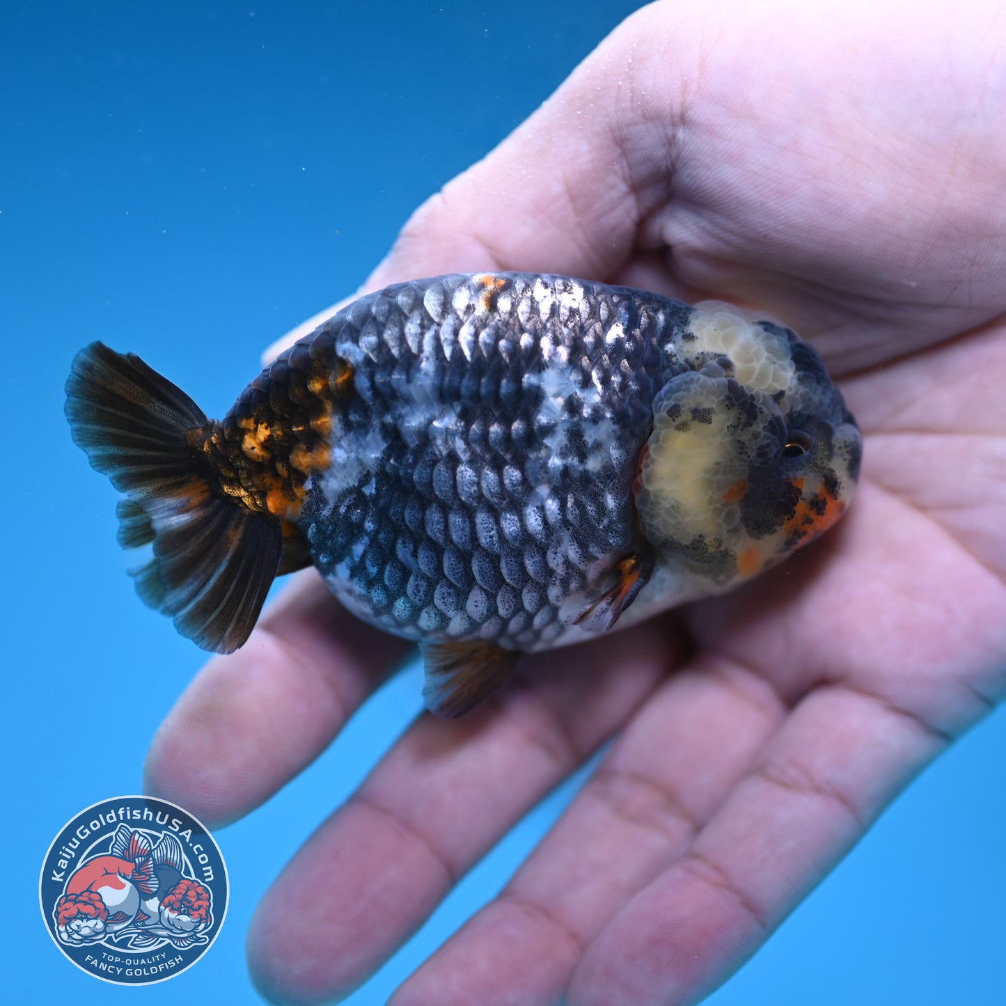 Heavy Ink White Tiger Ranchu 3 inch Body (251219_RC08)