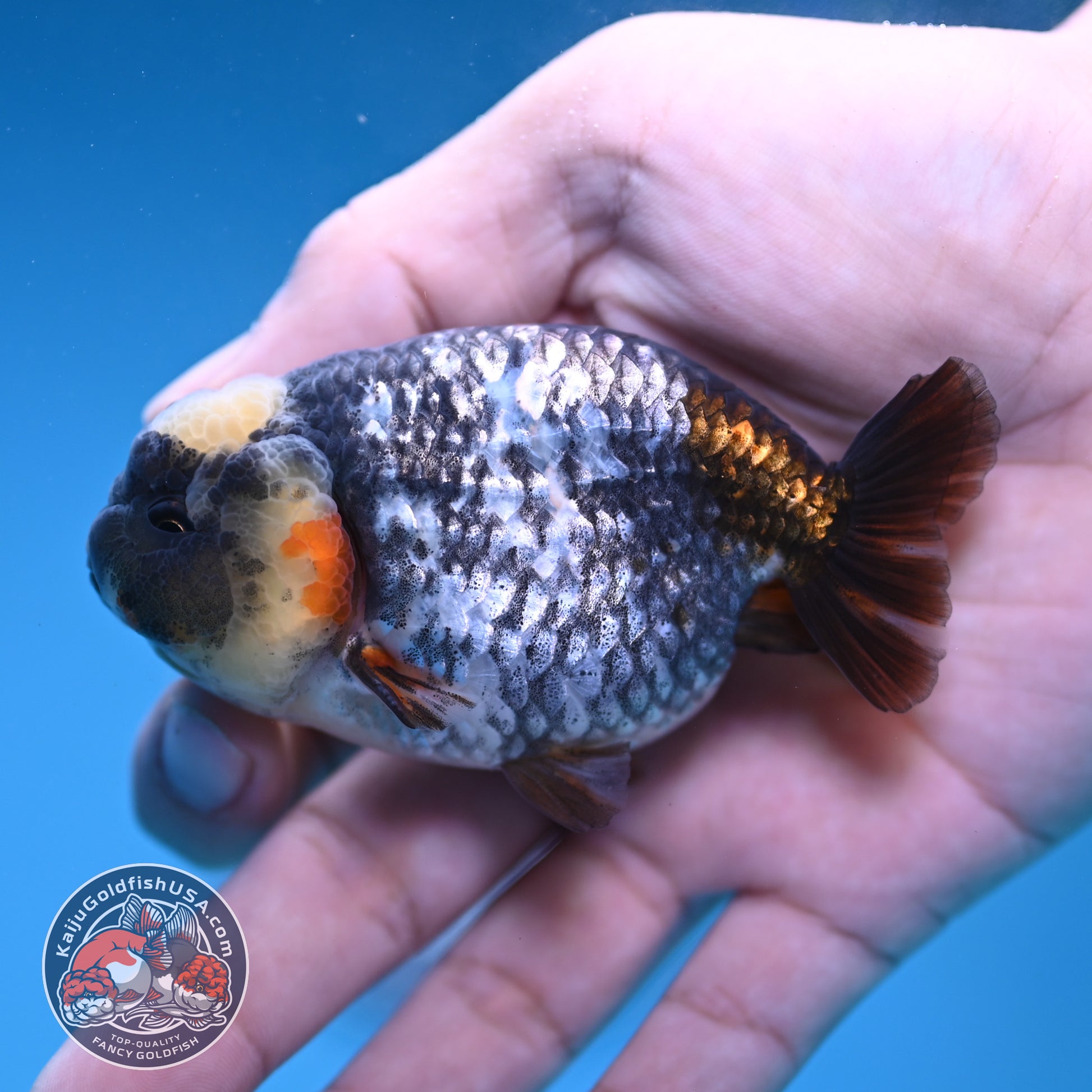 Heavy Ink White Tiger Ranchu 3 inch Body (251219_RC08)