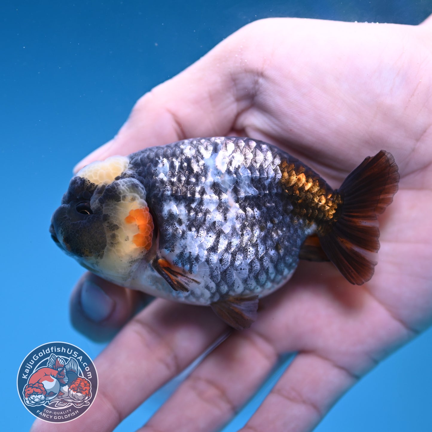 Heavy Ink White Tiger Ranchu 3 inch Body (251219_RC08)