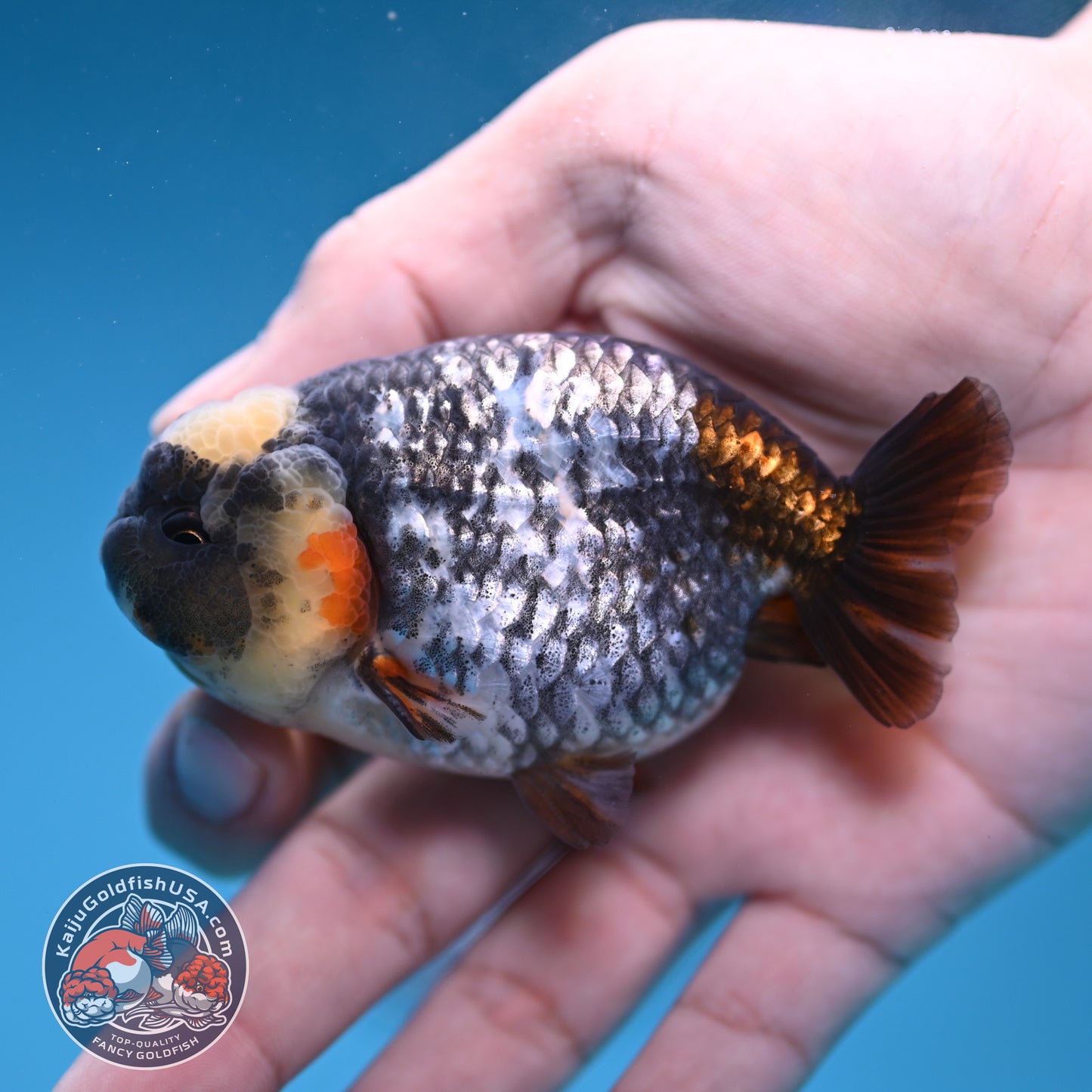 Heavy Ink White Tiger Ranchu 3 inch Body (251219_RC08)