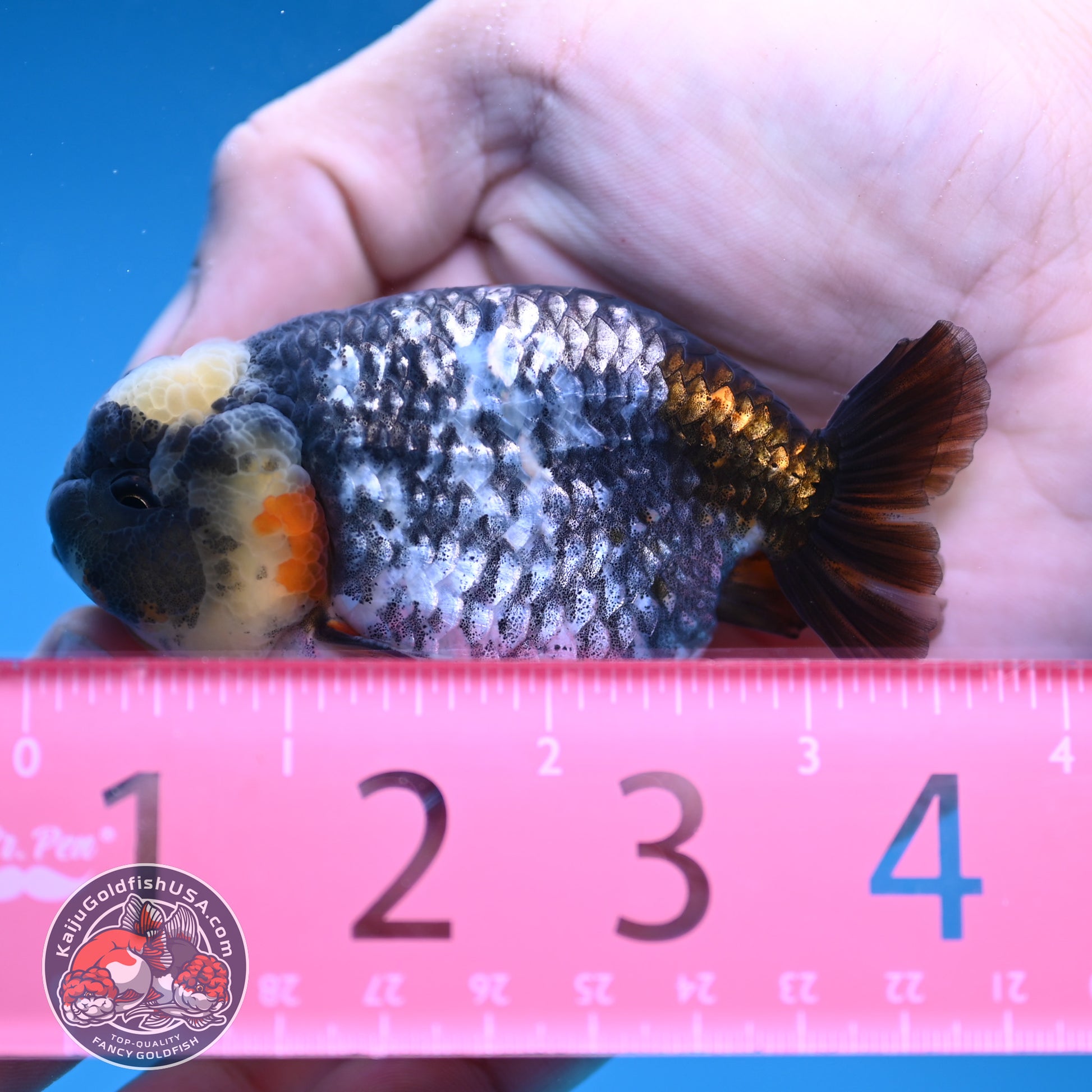 Heavy Ink White Tiger Ranchu 3 inch Body (251219_RC08)