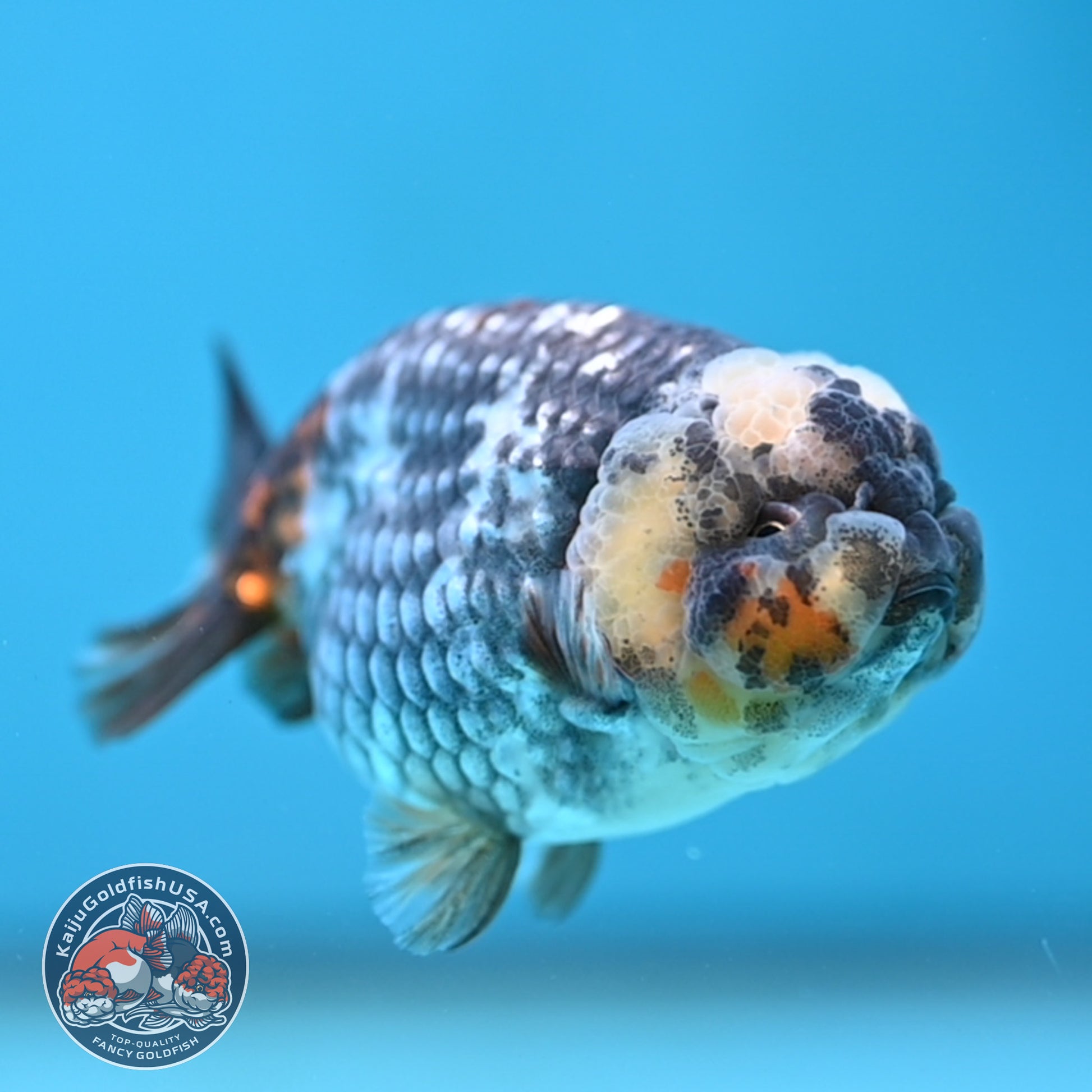 Heavy Ink White Tiger Ranchu 3 inch Body (251219_RC08)