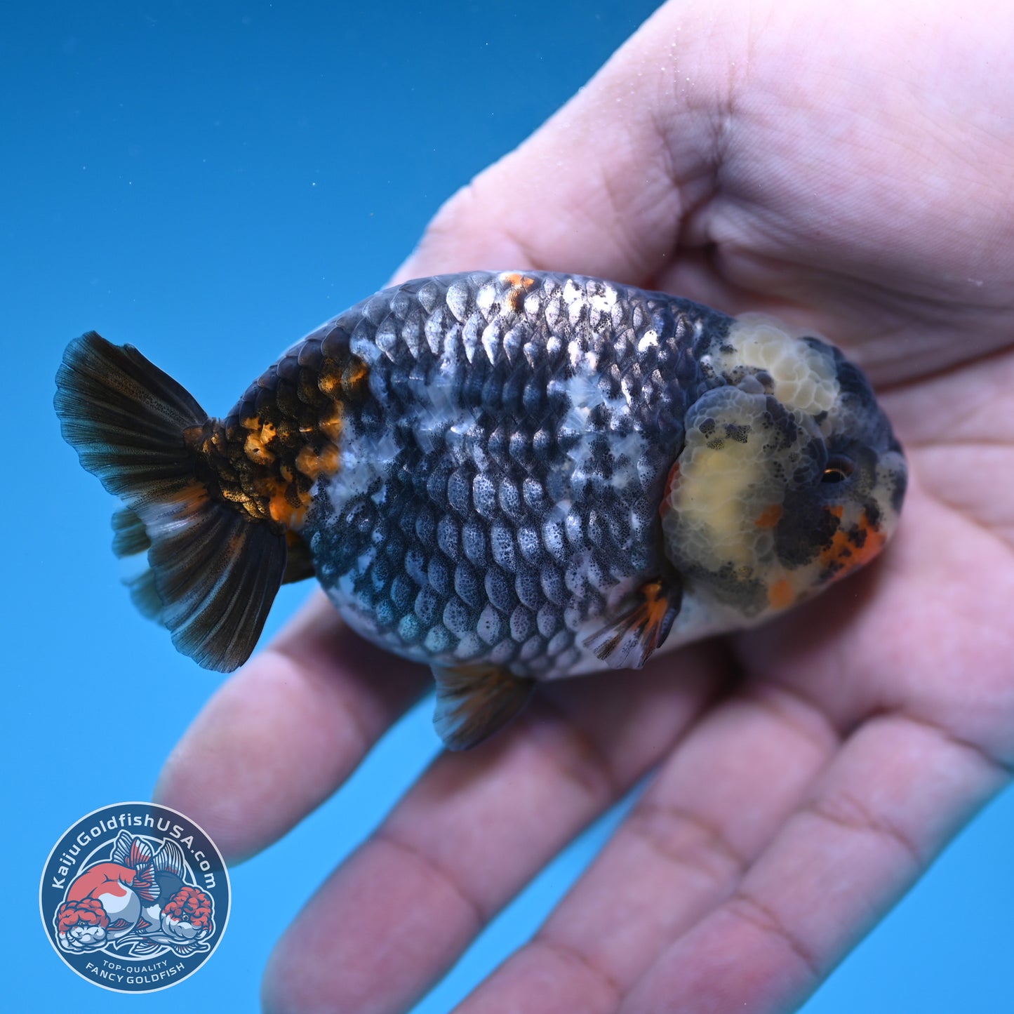 Heavy Ink White Tiger Ranchu 3 inch Body (251219_RC08)