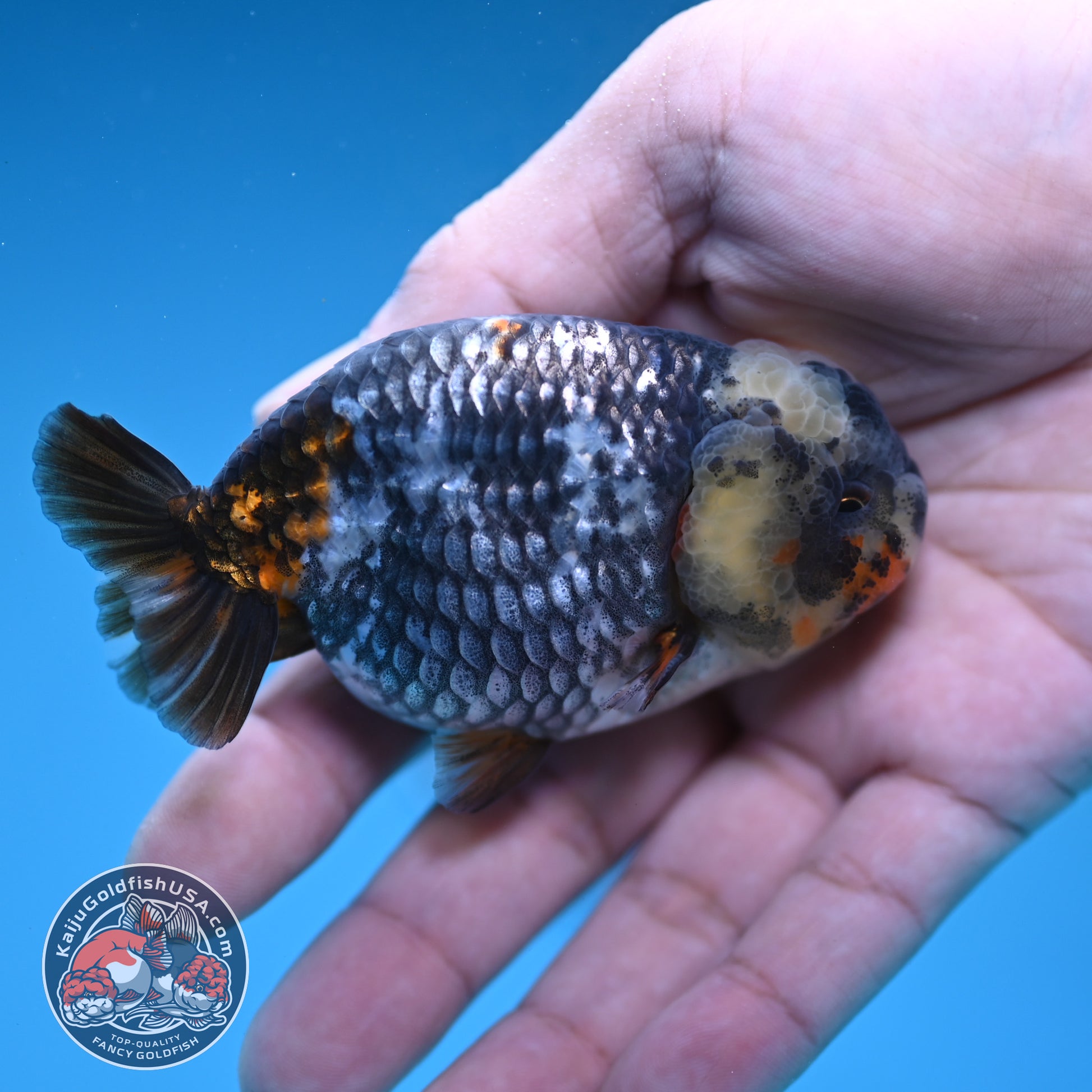 Heavy Ink White Tiger Ranchu 3 inch Body (251219_RC08)