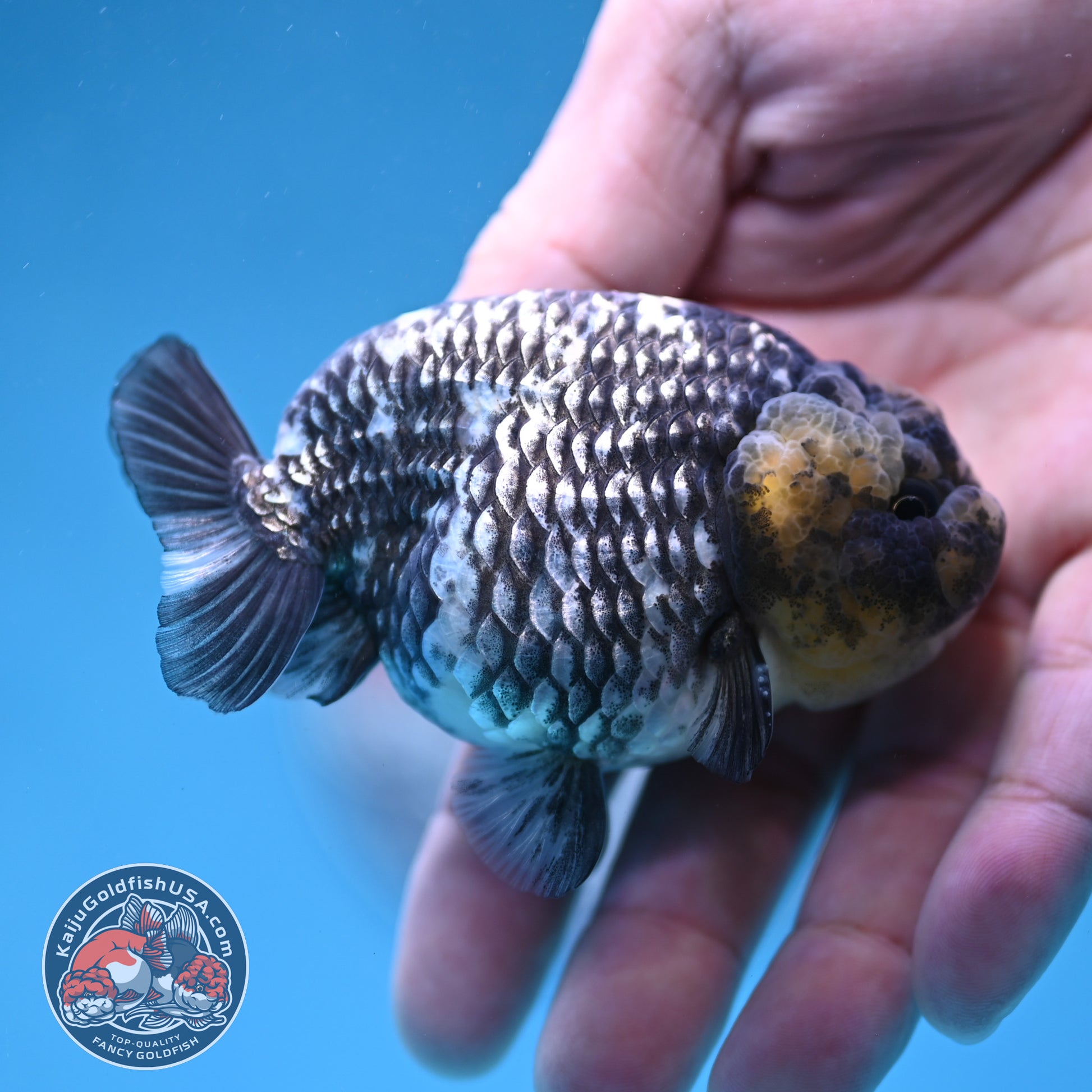 Heavy Ink White Tiger Ranchu 3 inch Body (260306_RC05)