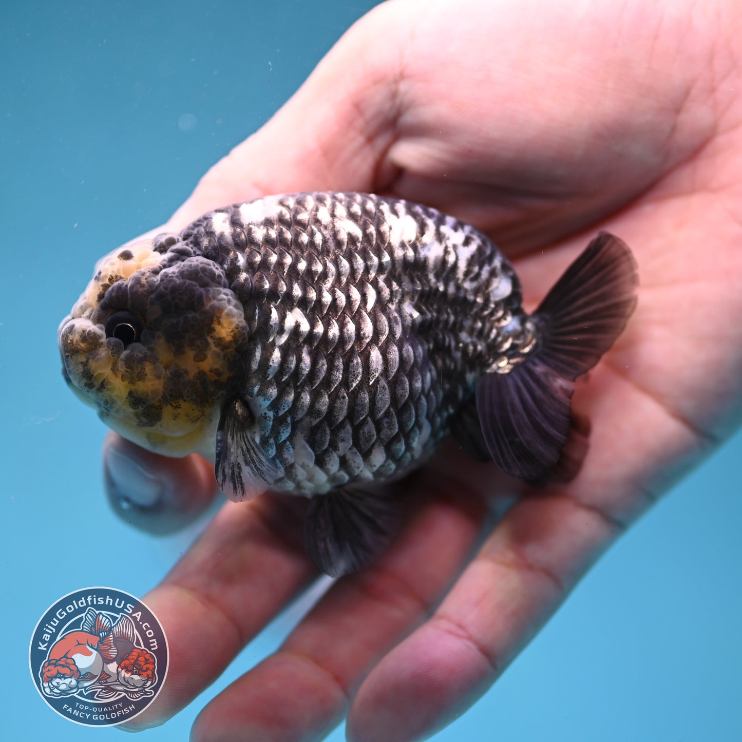 Heavy Ink White Tiger Ranchu 3 inch Body (260306_RC05)