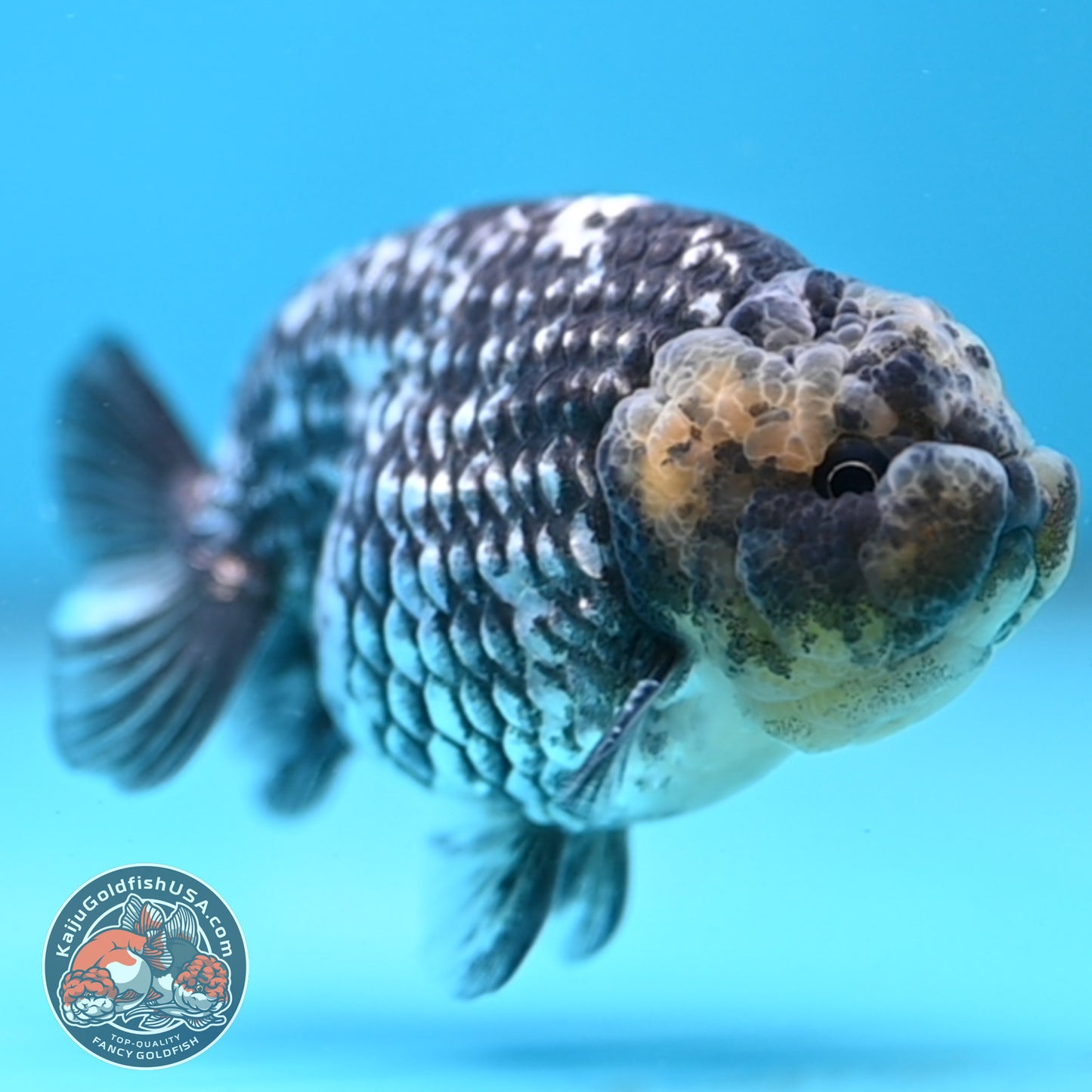 Heavy Ink White Tiger Ranchu 3 inch Body (260306_RC05)