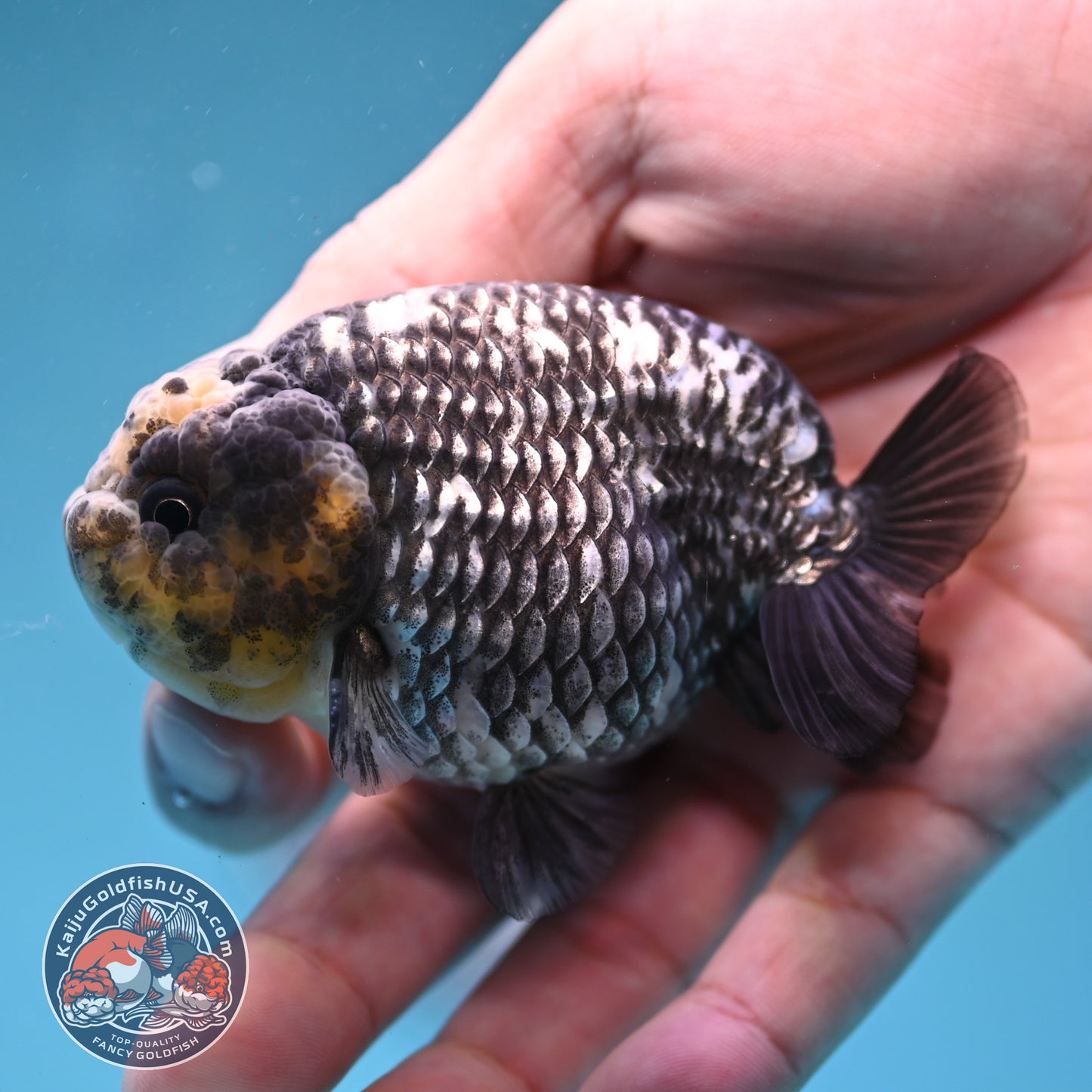 Heavy Ink White Tiger Ranchu 3 inch Body (260306_RC05)