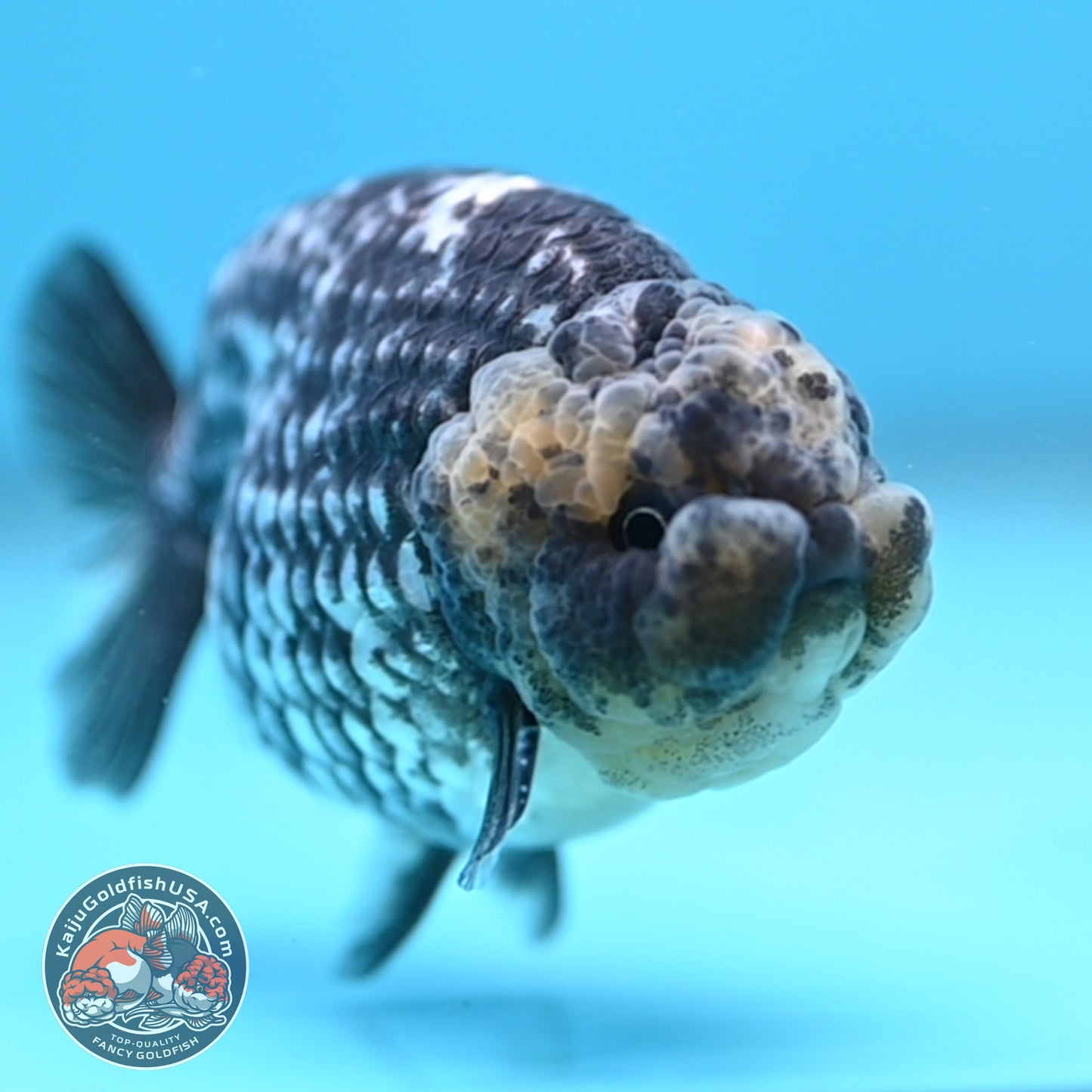 Heavy Ink White Tiger Ranchu 3 inch Body (260306_RC05)