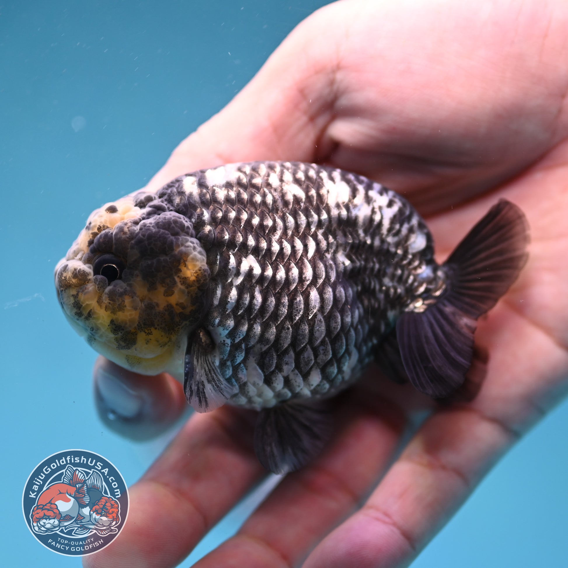 Heavy Ink White Tiger Ranchu 3 inch Body (260306_RC05)