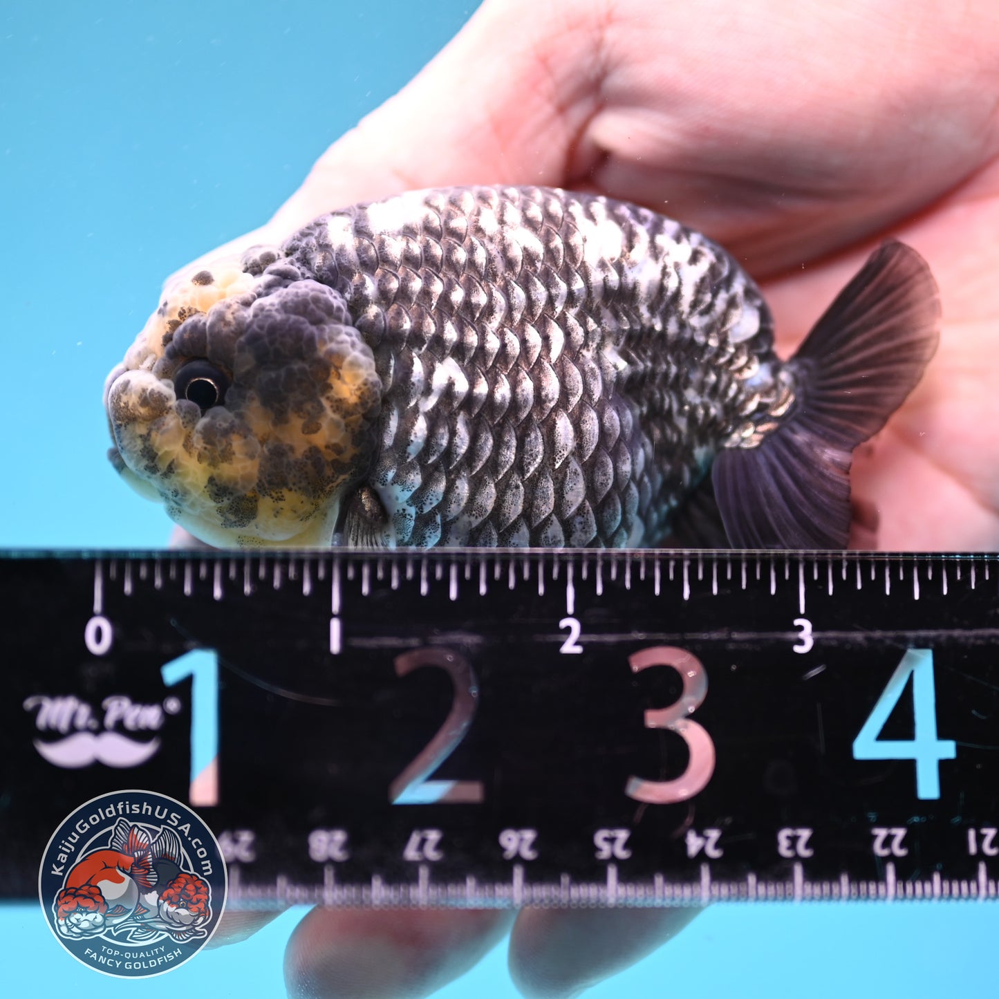 Heavy Ink White Tiger Ranchu 3 inch Body (260306_RC05)