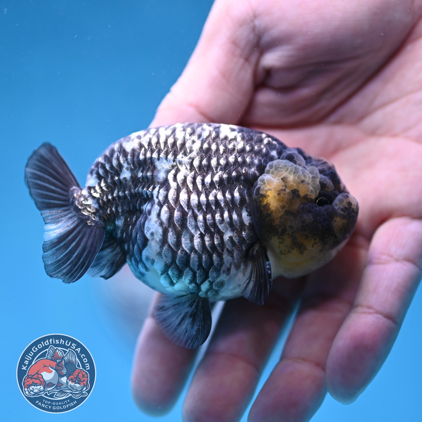 Heavy Ink White Tiger Ranchu 3 inch Body (260306_RC05)