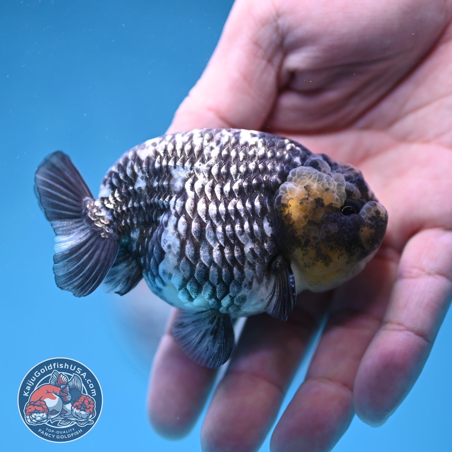 Heavy Ink White Tiger Ranchu 3 inch Body (260306_RC05)