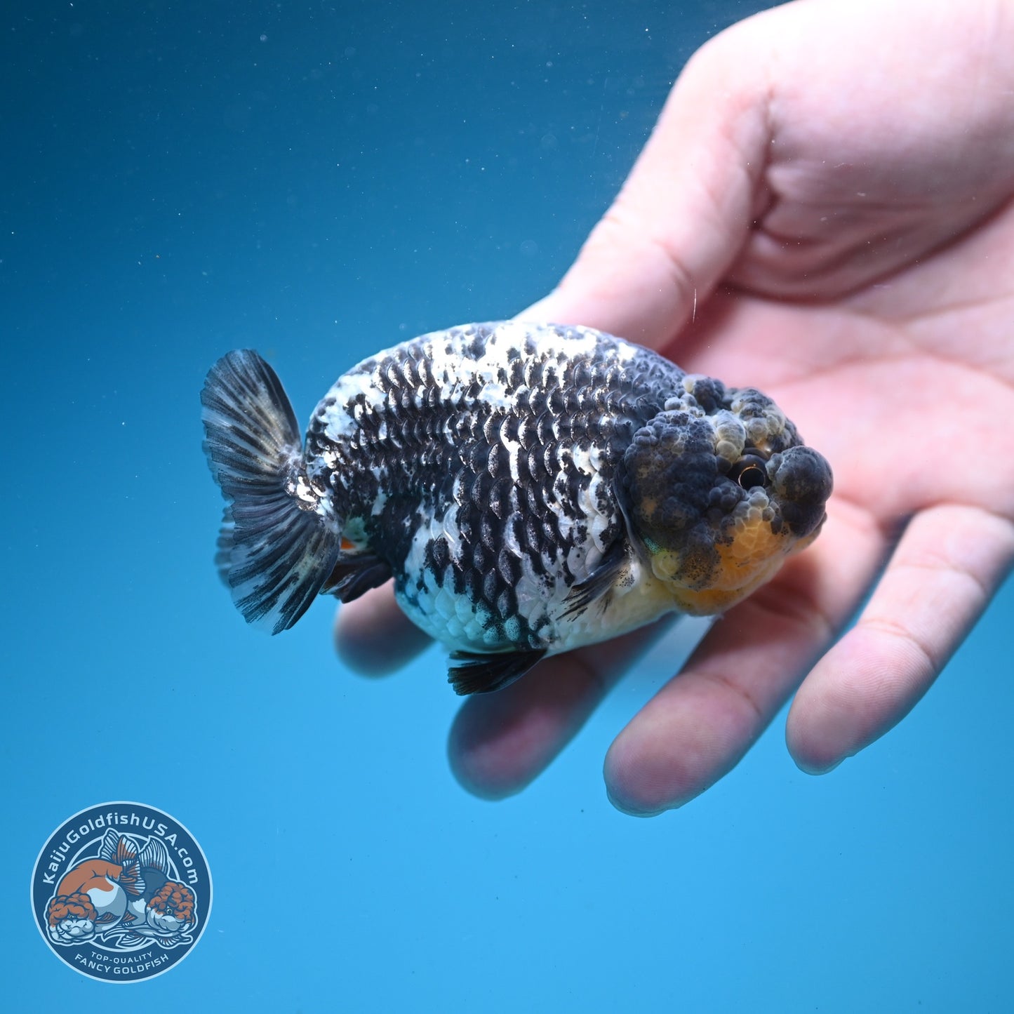 Heavy Ink White Tiger Ranchu 3.5 inch Body (260626_RC04)