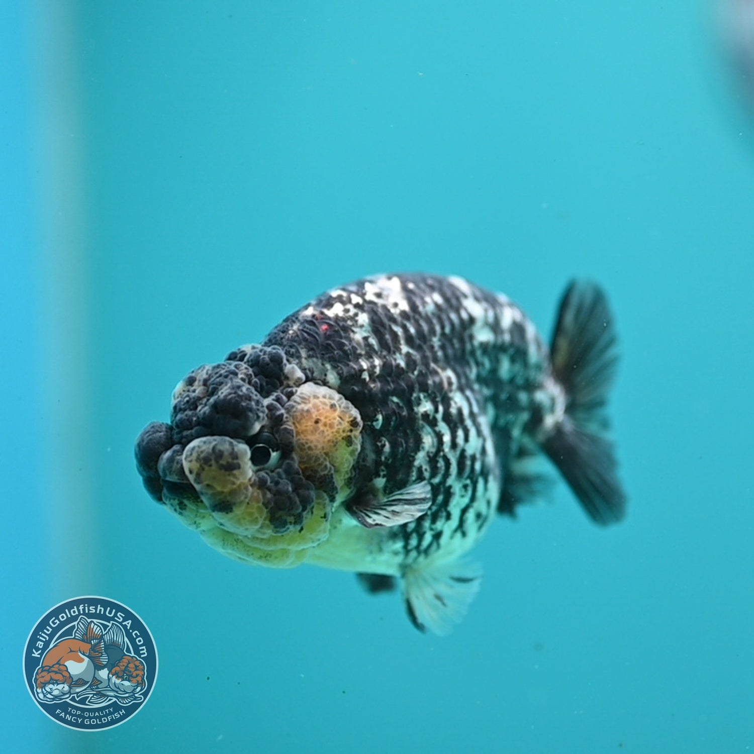 Heavy Ink White Tiger Ranchu 3.5 inch Body (260626_RC04)