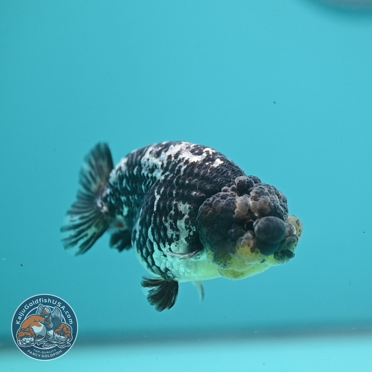 Heavy Ink White Tiger Ranchu 3.5 inch Body (260626_RC04)