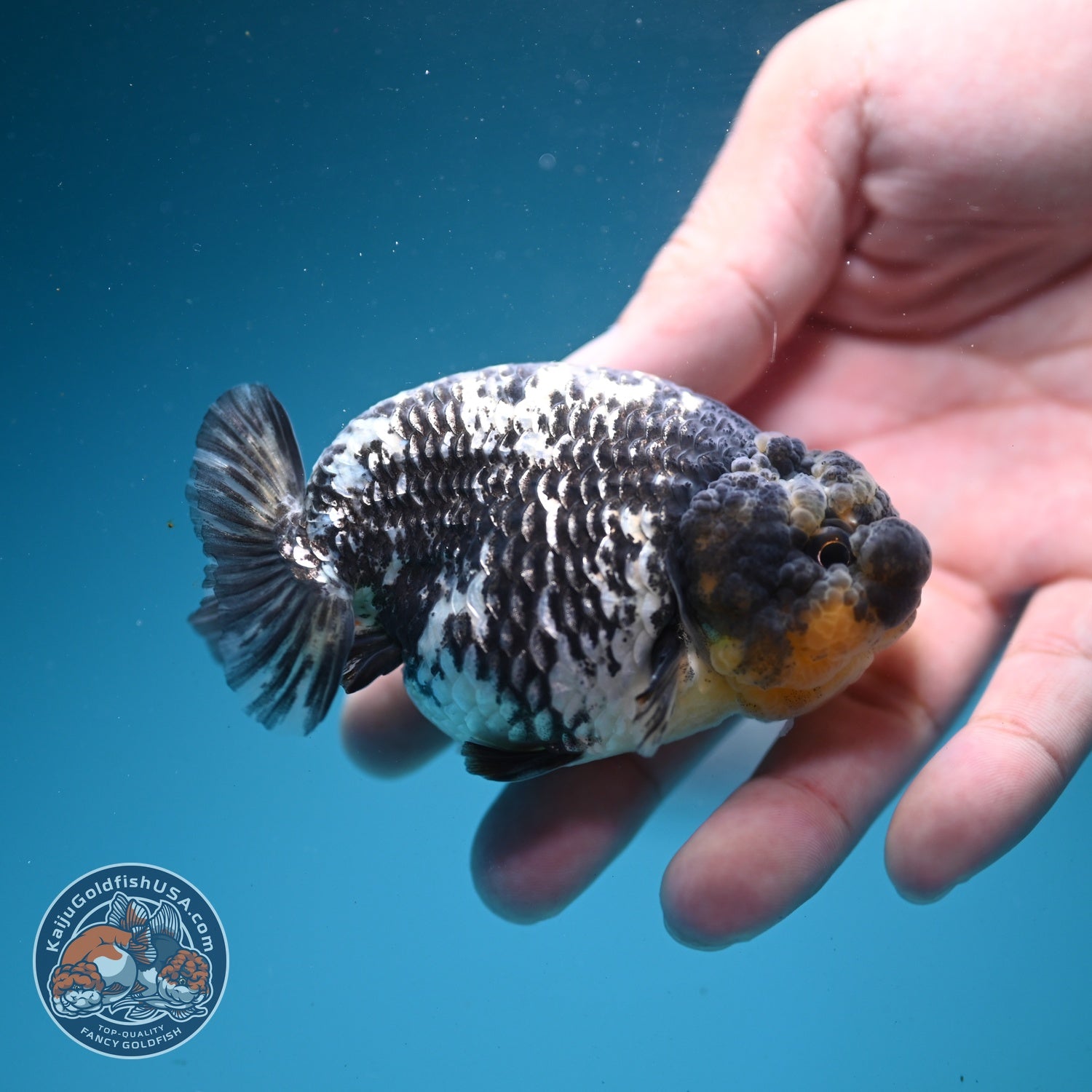 Heavy Ink White Tiger Ranchu 3.5 inch Body (260626_RC04)