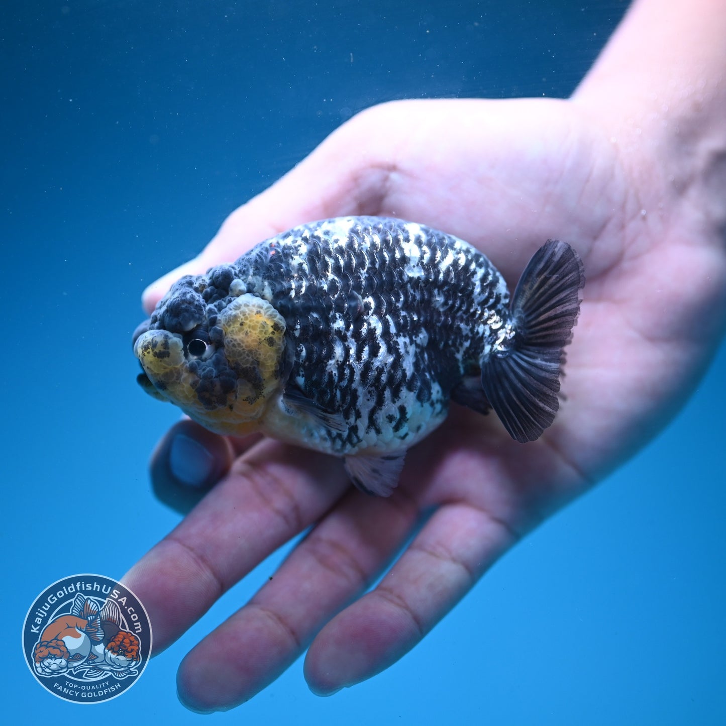 Heavy Ink White Tiger Ranchu 3.5 inch Body (260626_RC04)