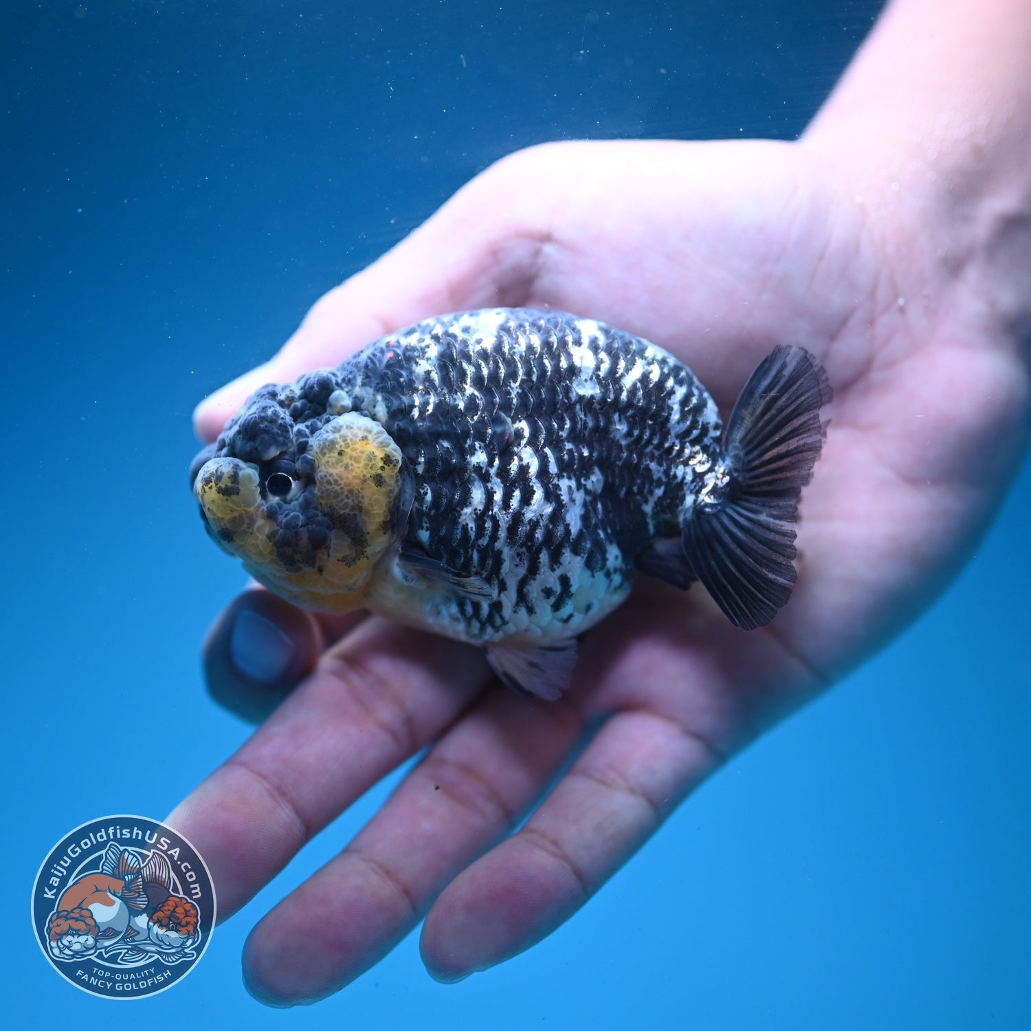 Heavy Ink White Tiger Ranchu 3.5 inch Body (260626_RC04)