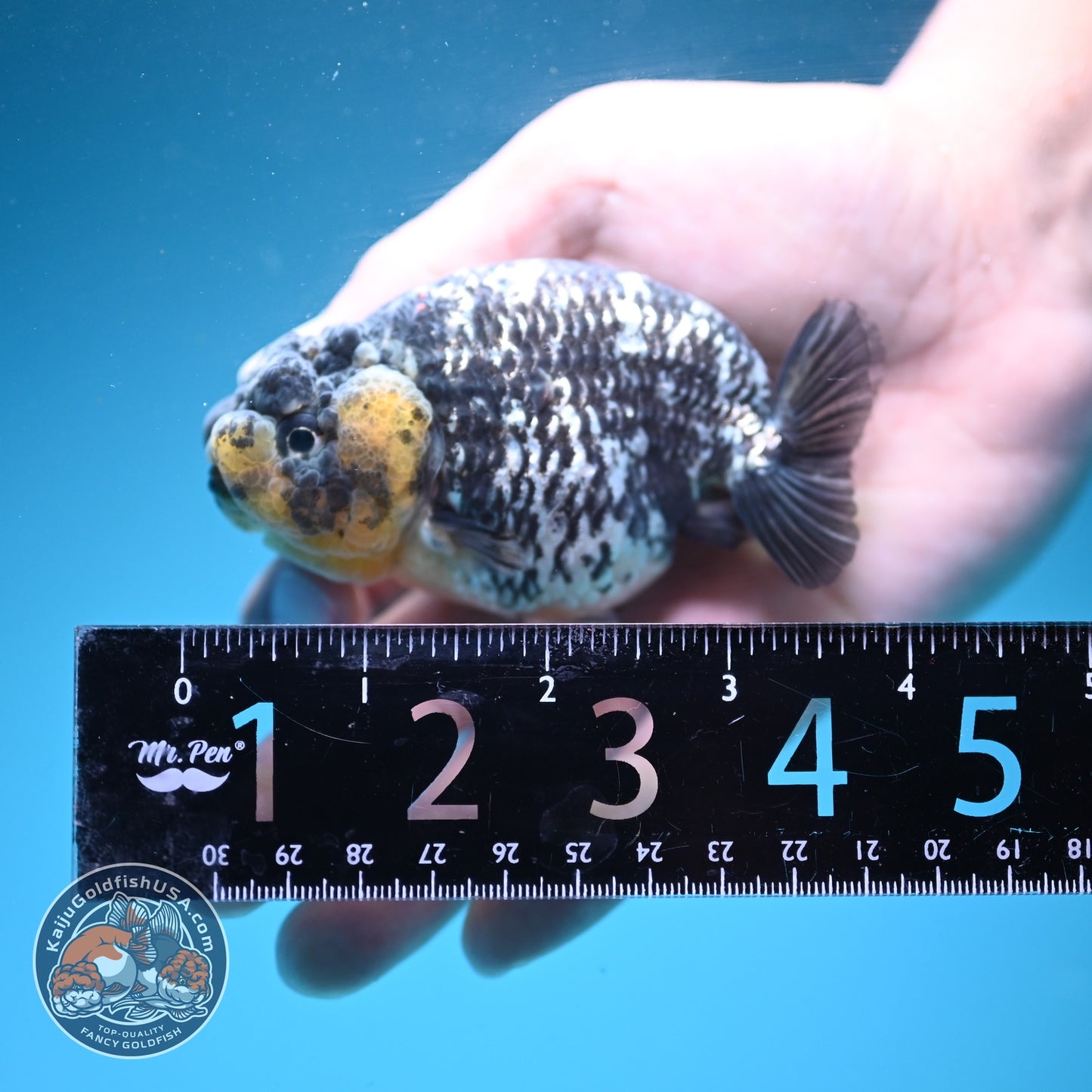 Heavy Ink White Tiger Ranchu 3.5 inch Body (260626_RC04)