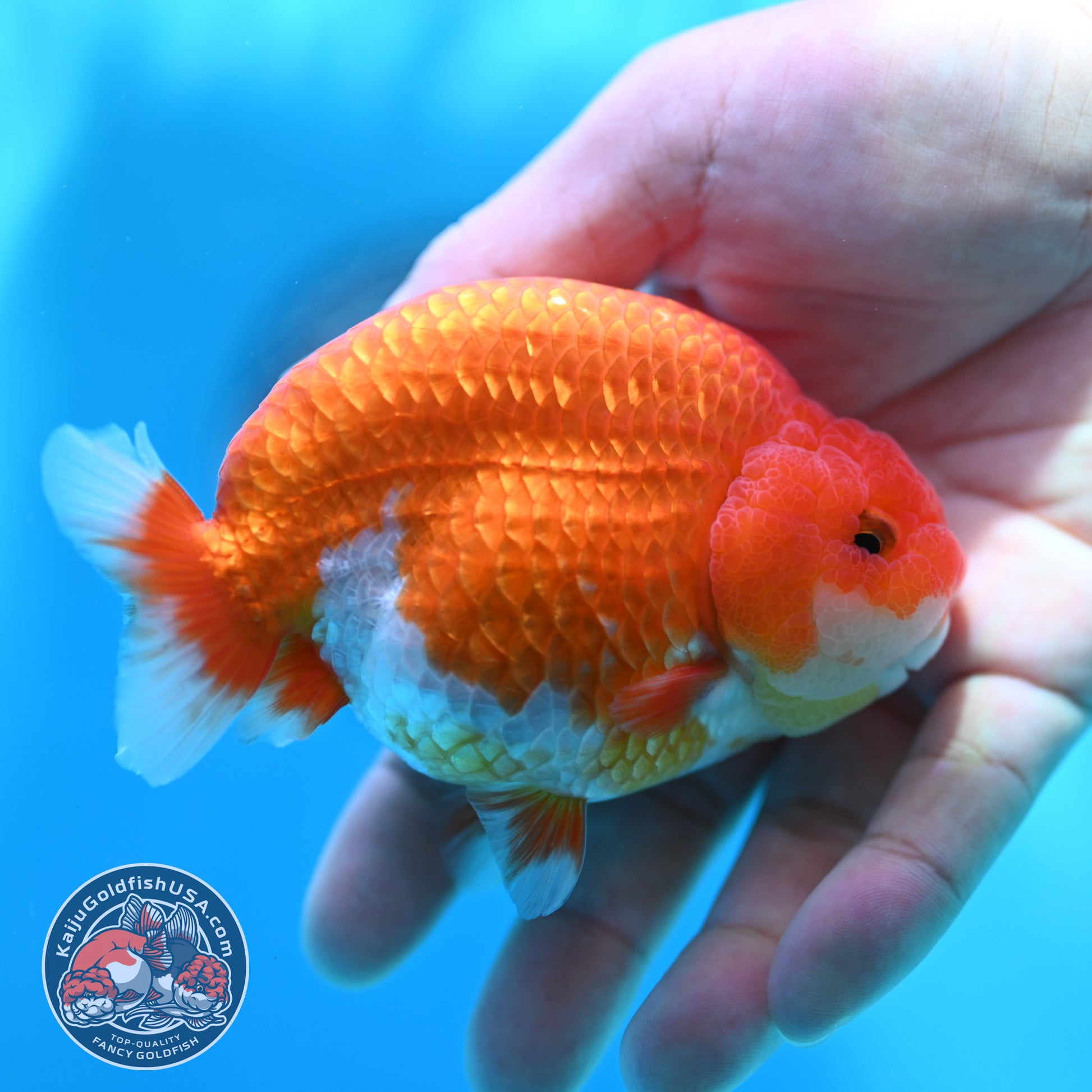 High Back Buffalo Ranchu 3.8 inch Body (260501_RC01)