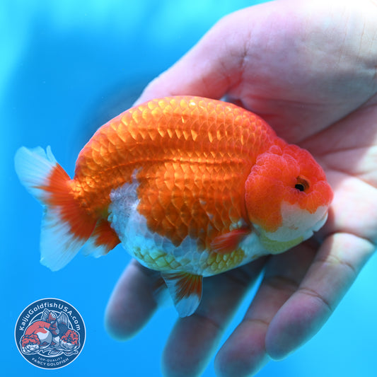 High Back Buffalo Ranchu 3.8 inch Body (260501_RC01)