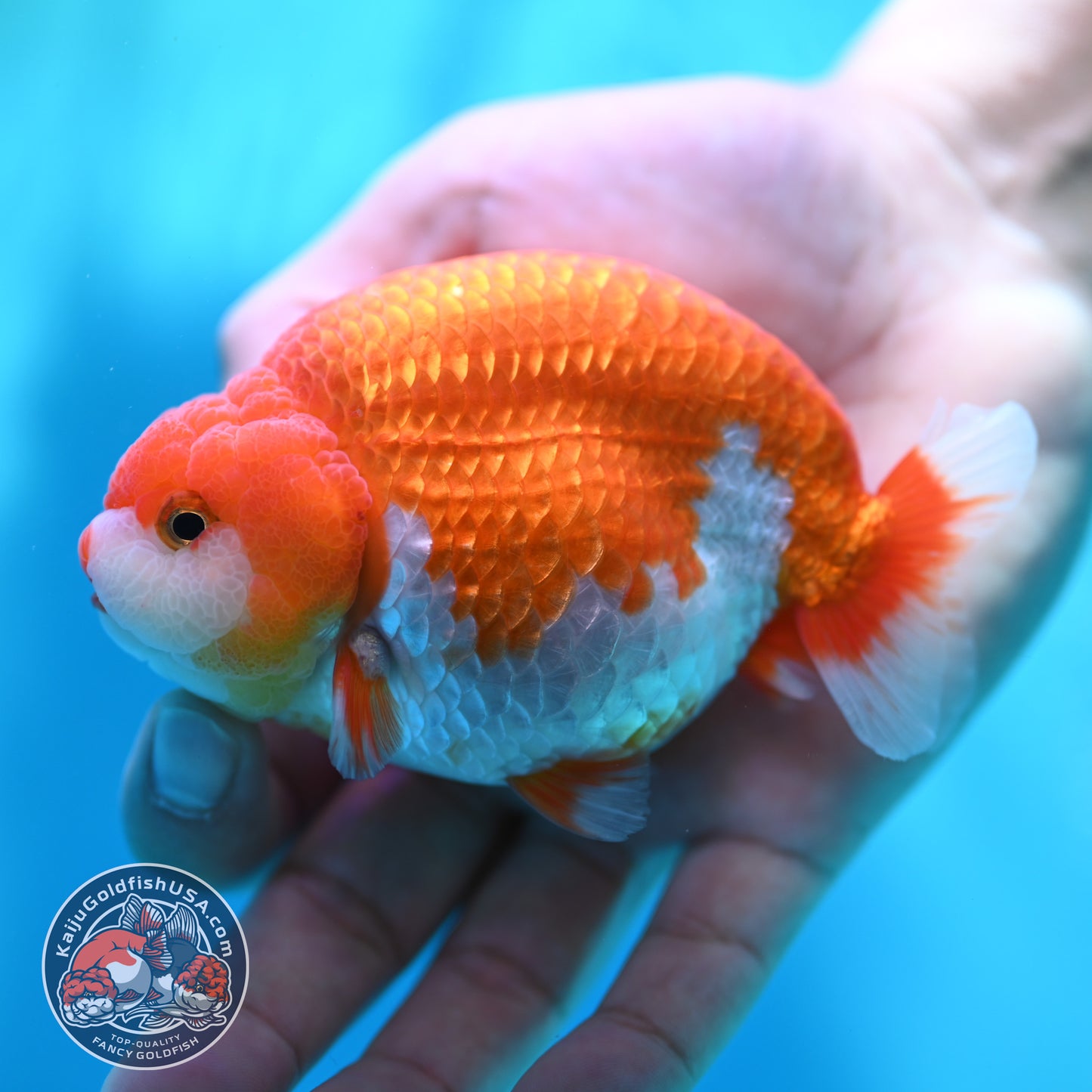 High Back Buffalo Ranchu 3.8 inch Body (260501_RC01)